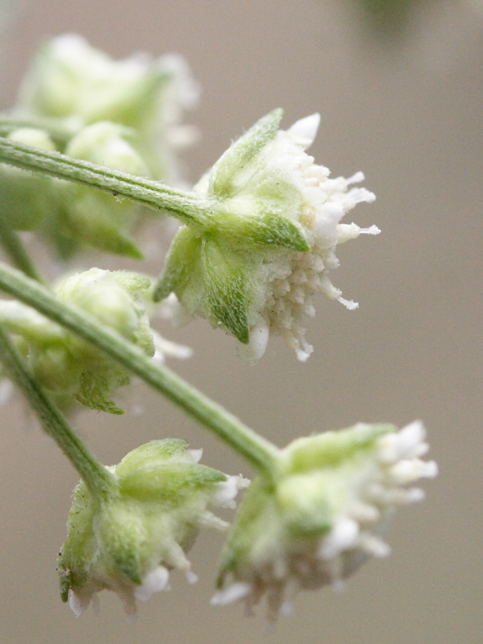 parthenium_hysterophorus3md