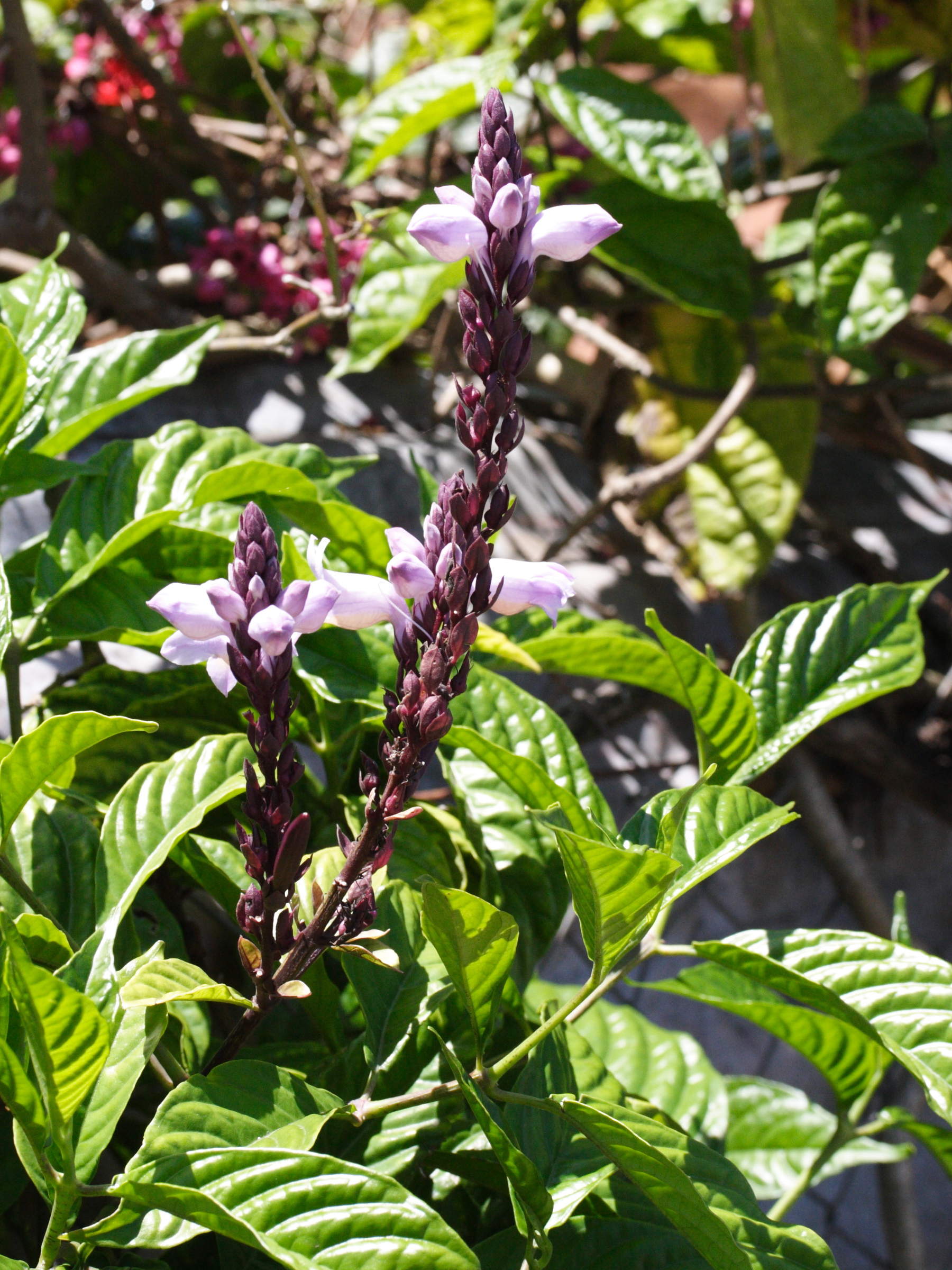 phlogacanthus_turgidus3md