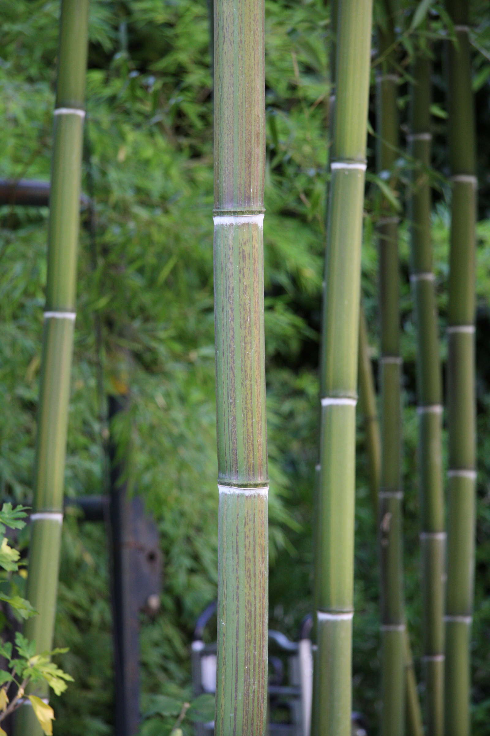 phyllostachys_violascens2md
