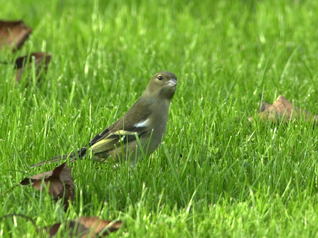 pinson_des_arbres_-_fringilla_coelebs1md