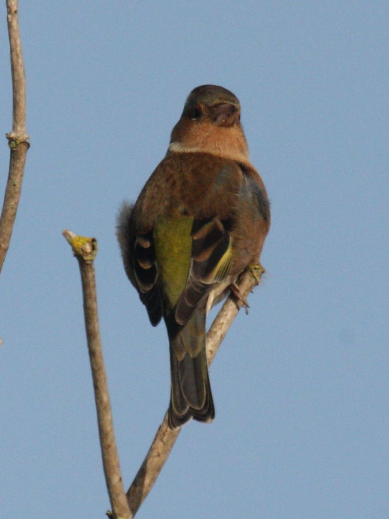 pinson_des_arbres_-_fringilla_coelebs3md