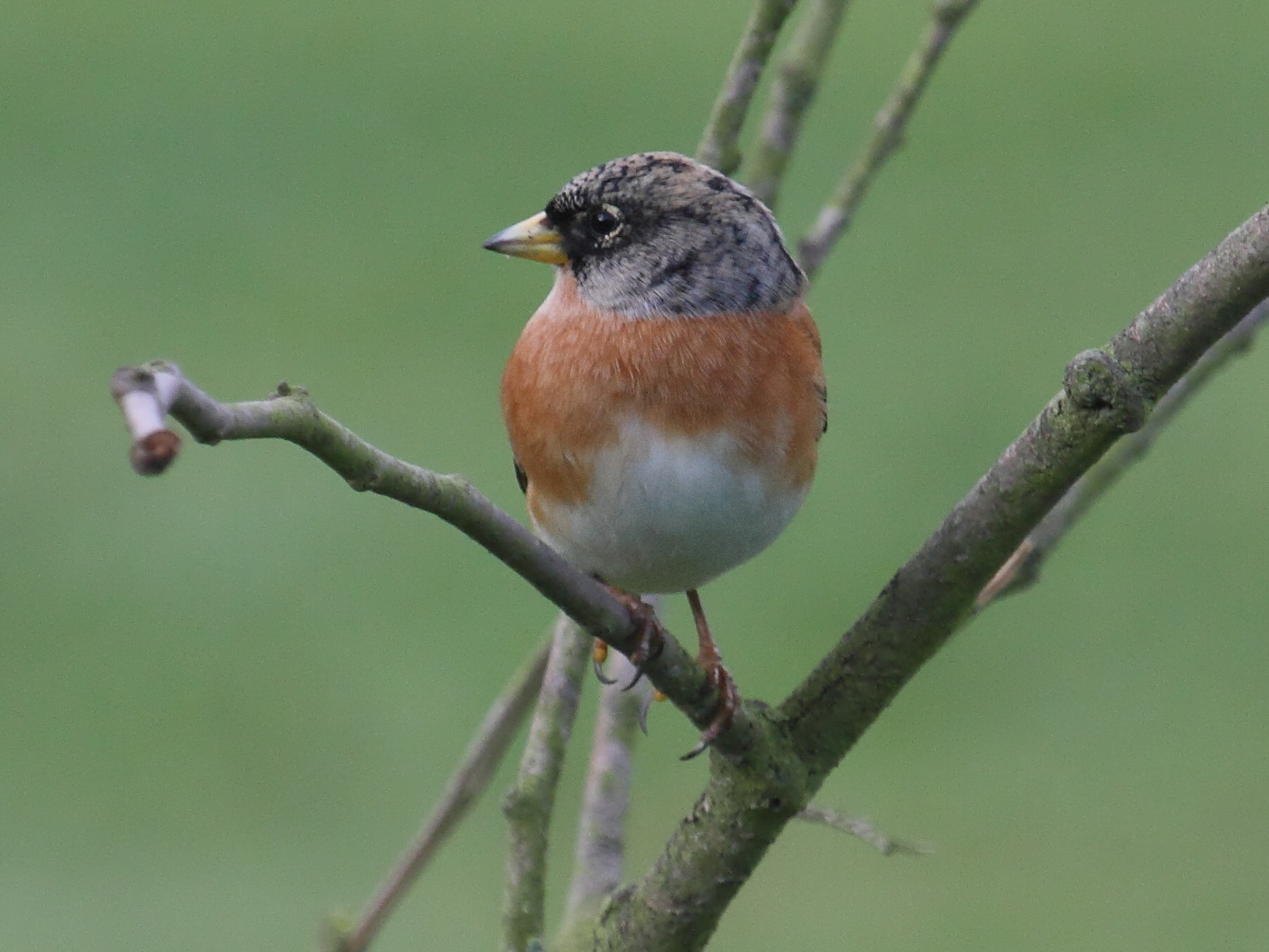 pinson_du_nord_-_fringilla_montifringilla1bd