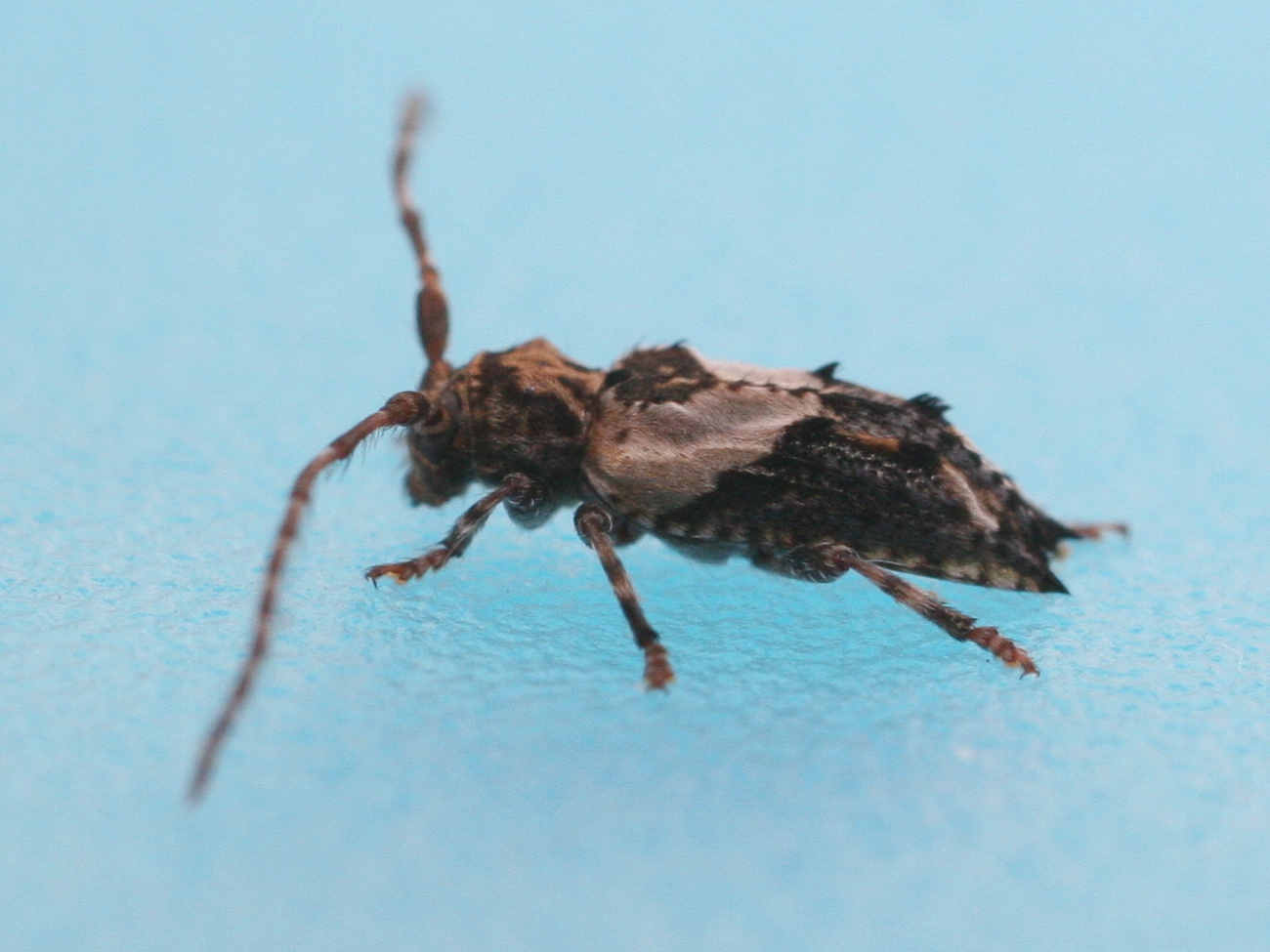 Afficher le média pogonocherus_hispidus2bd pogonocherus_hispidus2bd