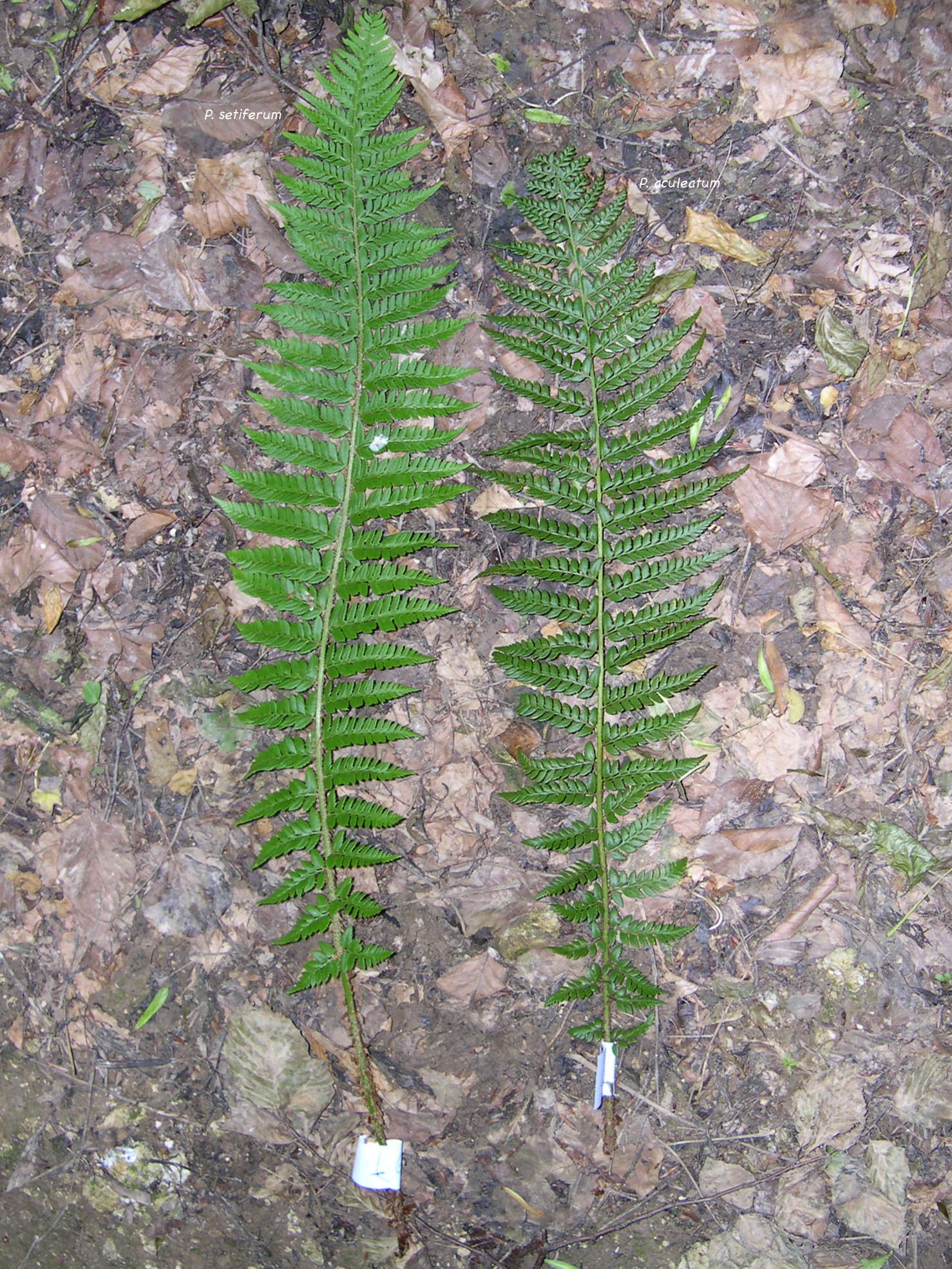 polystichum_aculeatum_setiferummd