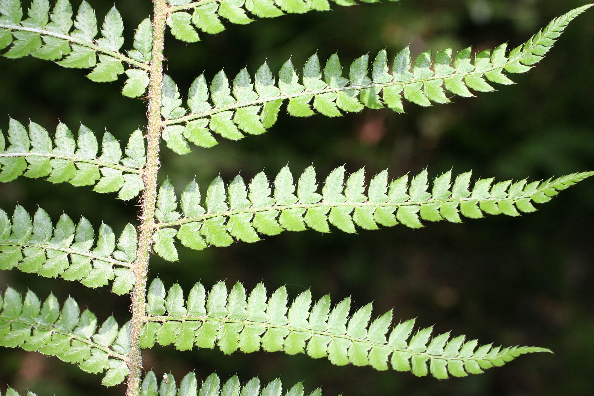 polystichum_setiferum3md