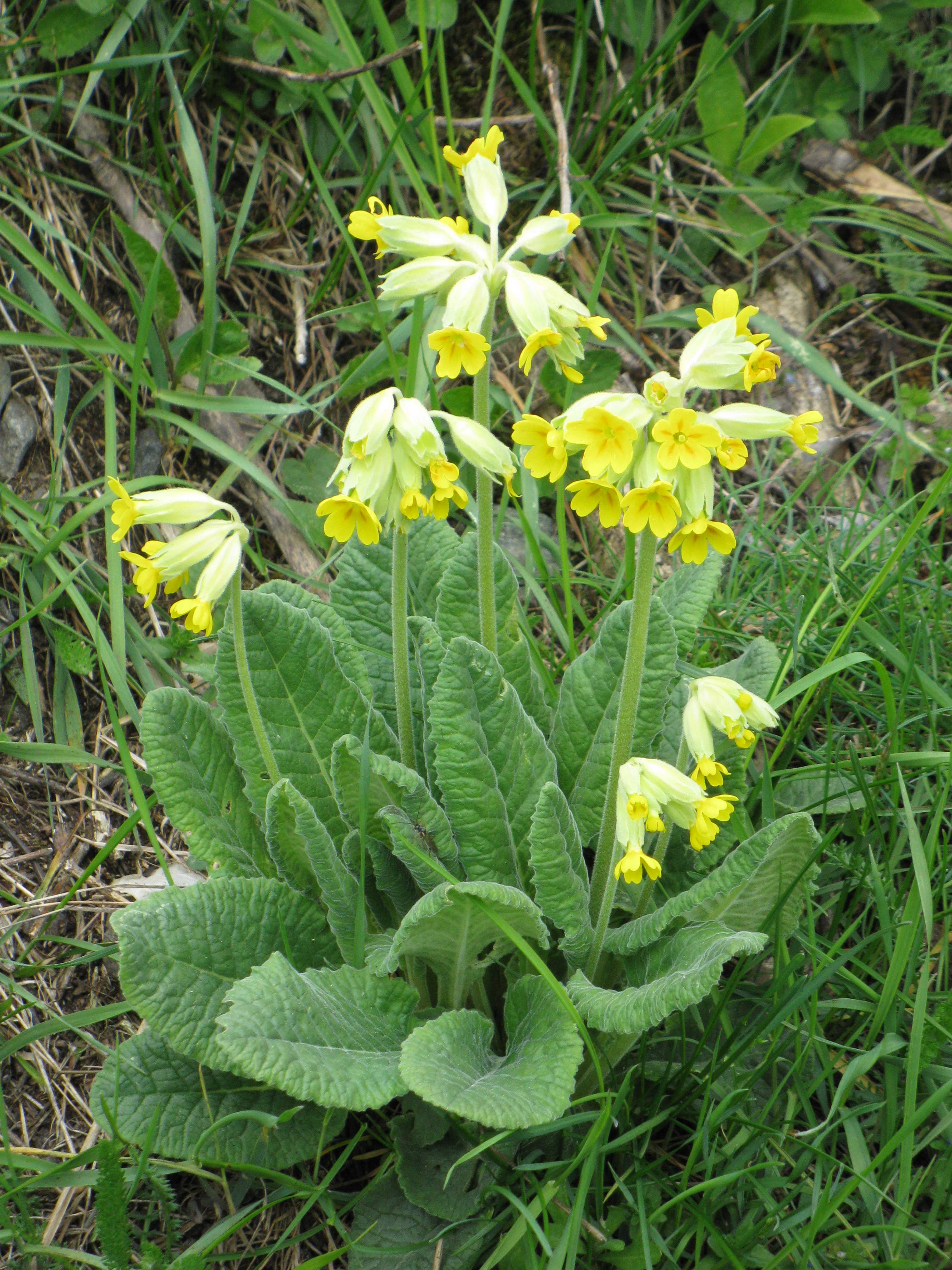 Afficher le média primula_veris1mv primula_veris1mv