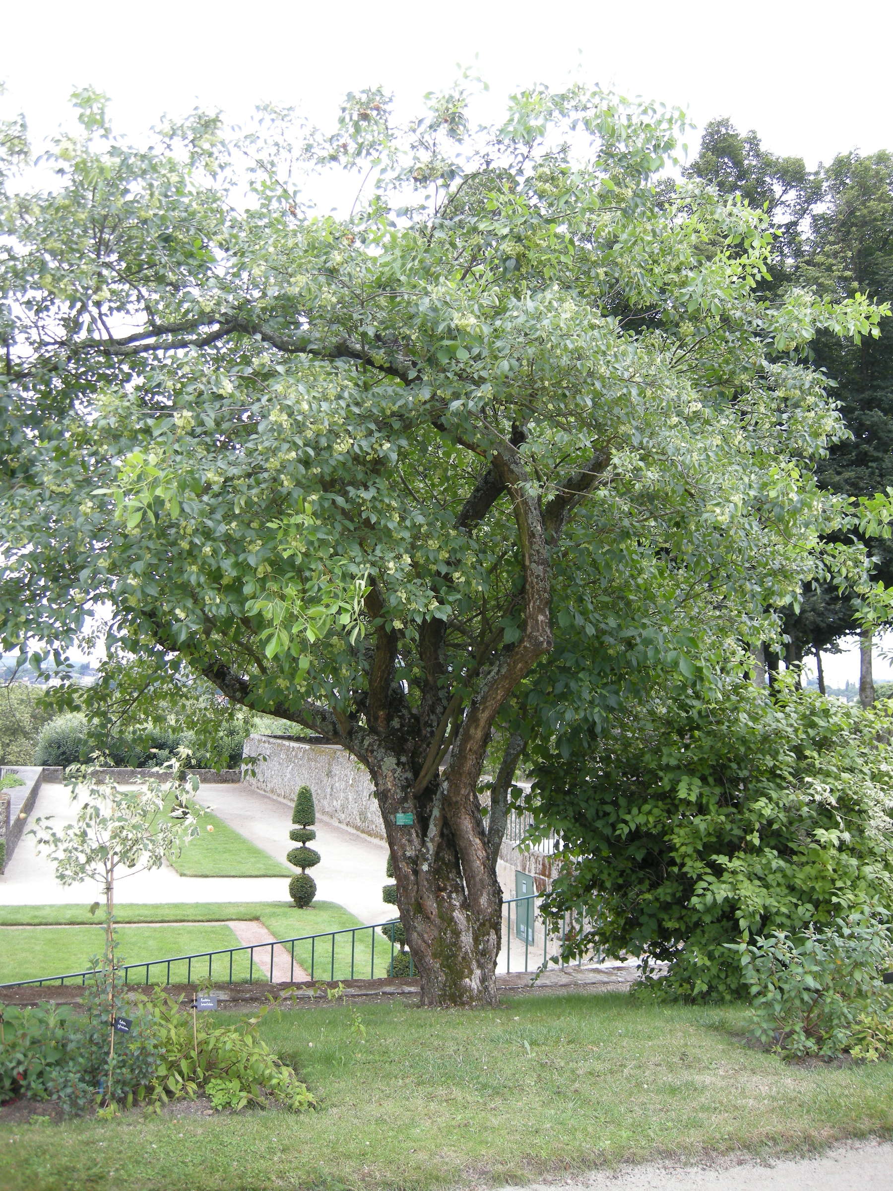 ptelea_trifoliata1bd