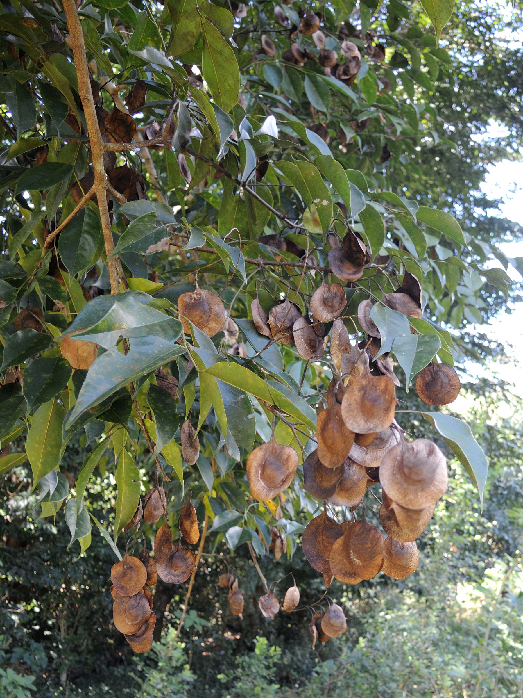 Afficher le média pterocarpus_indicus4md pterocarpus_indicus4md