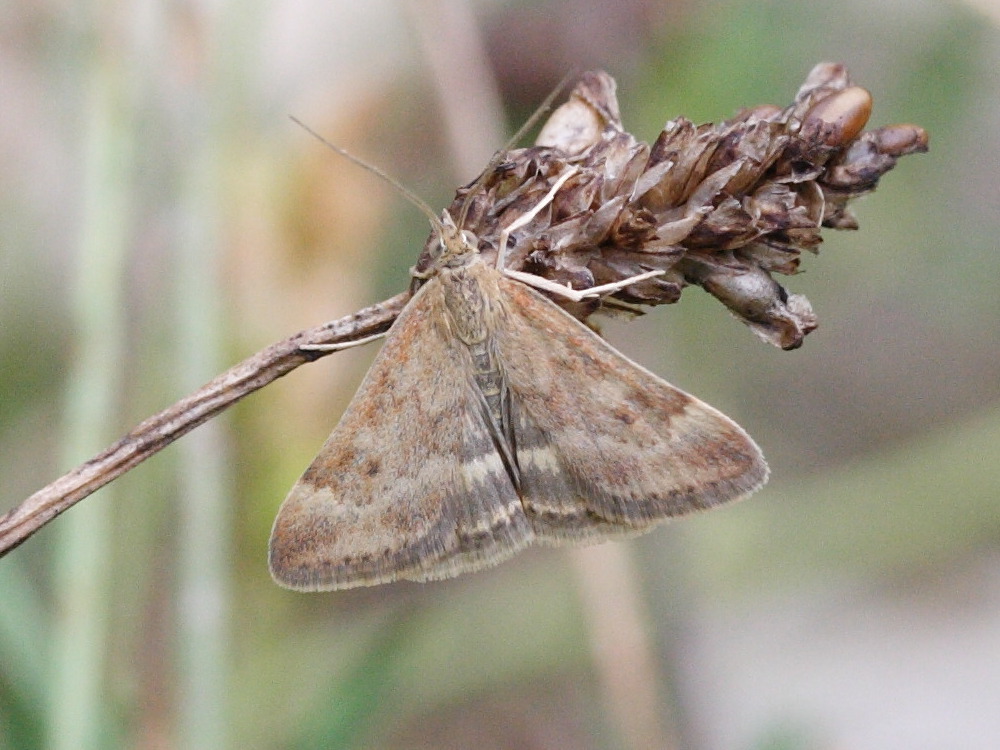 pyrausta_despicata6md