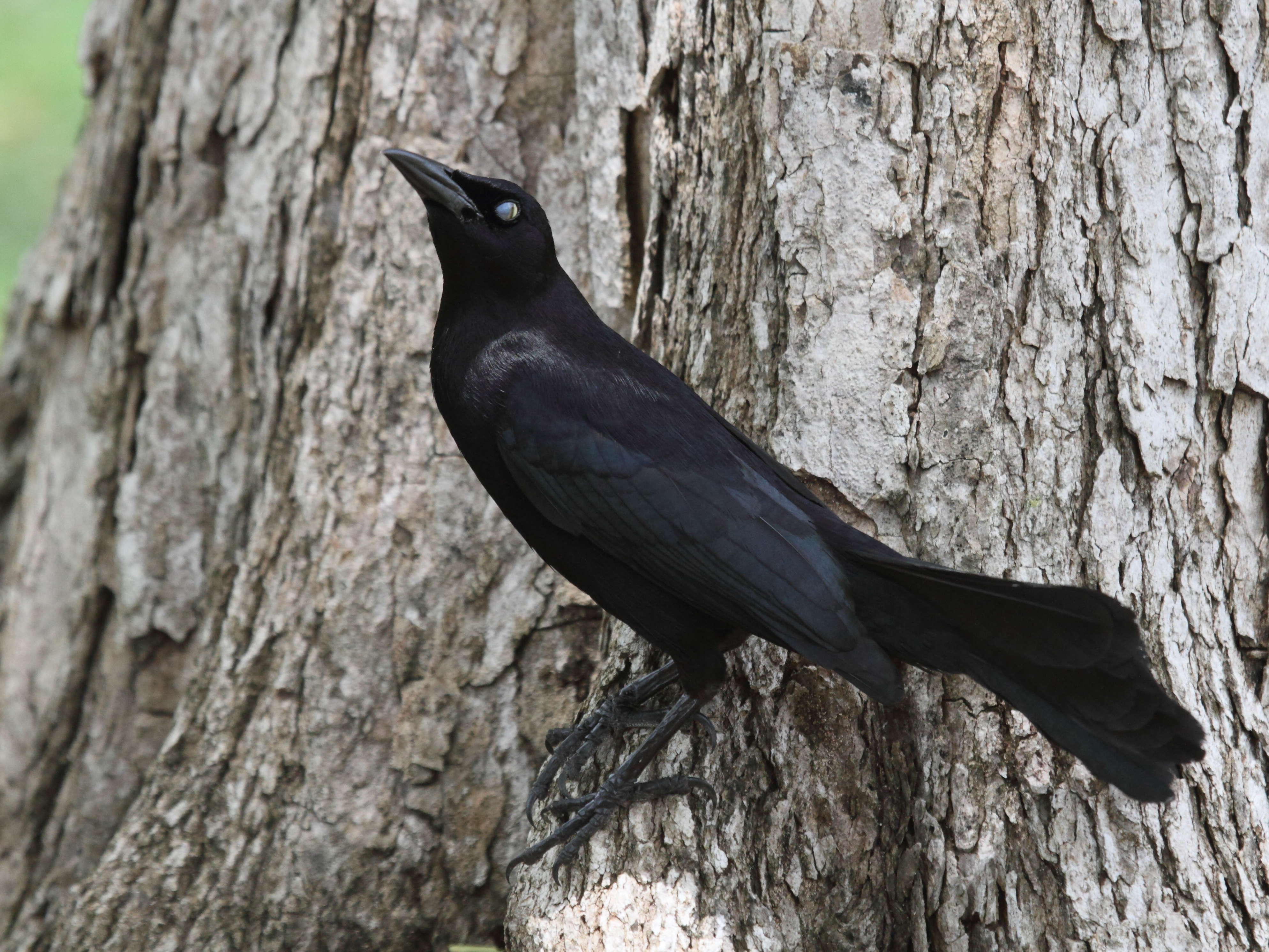 quiscale_merle_-_quiscalus_lugubris5bd