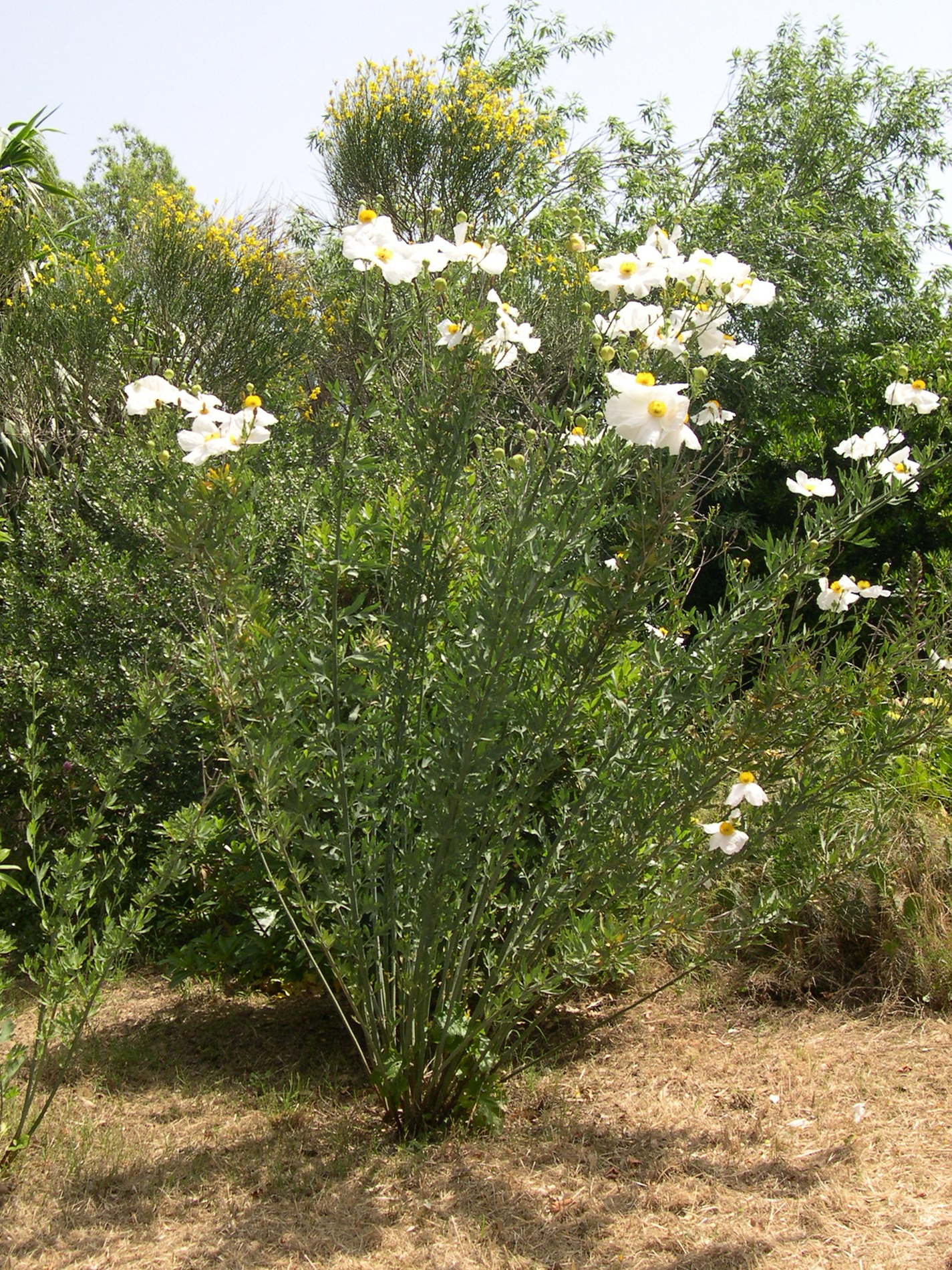 romneya_coulteri1md