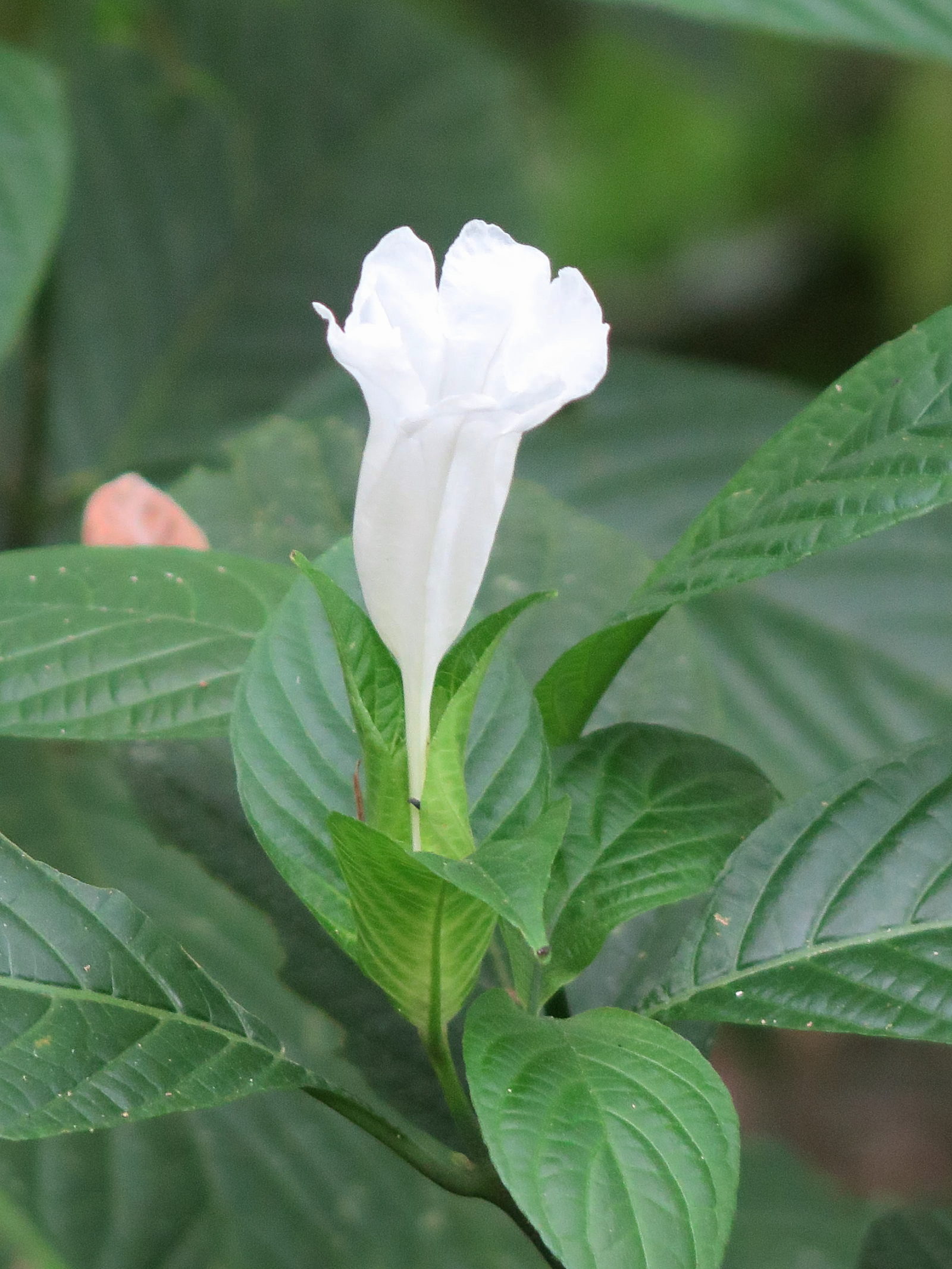 ruellia_tubiflora2md