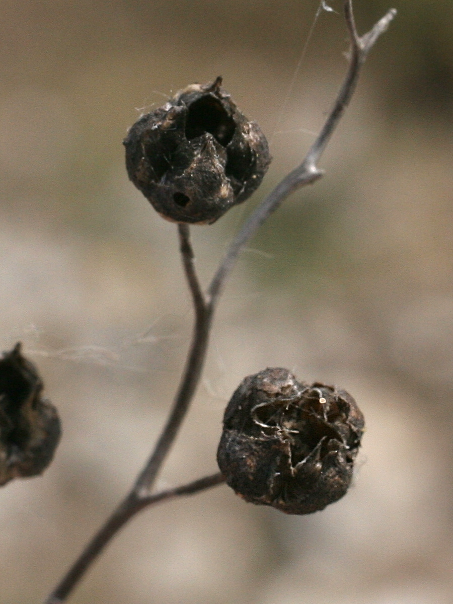 ruta_angustifolia4md