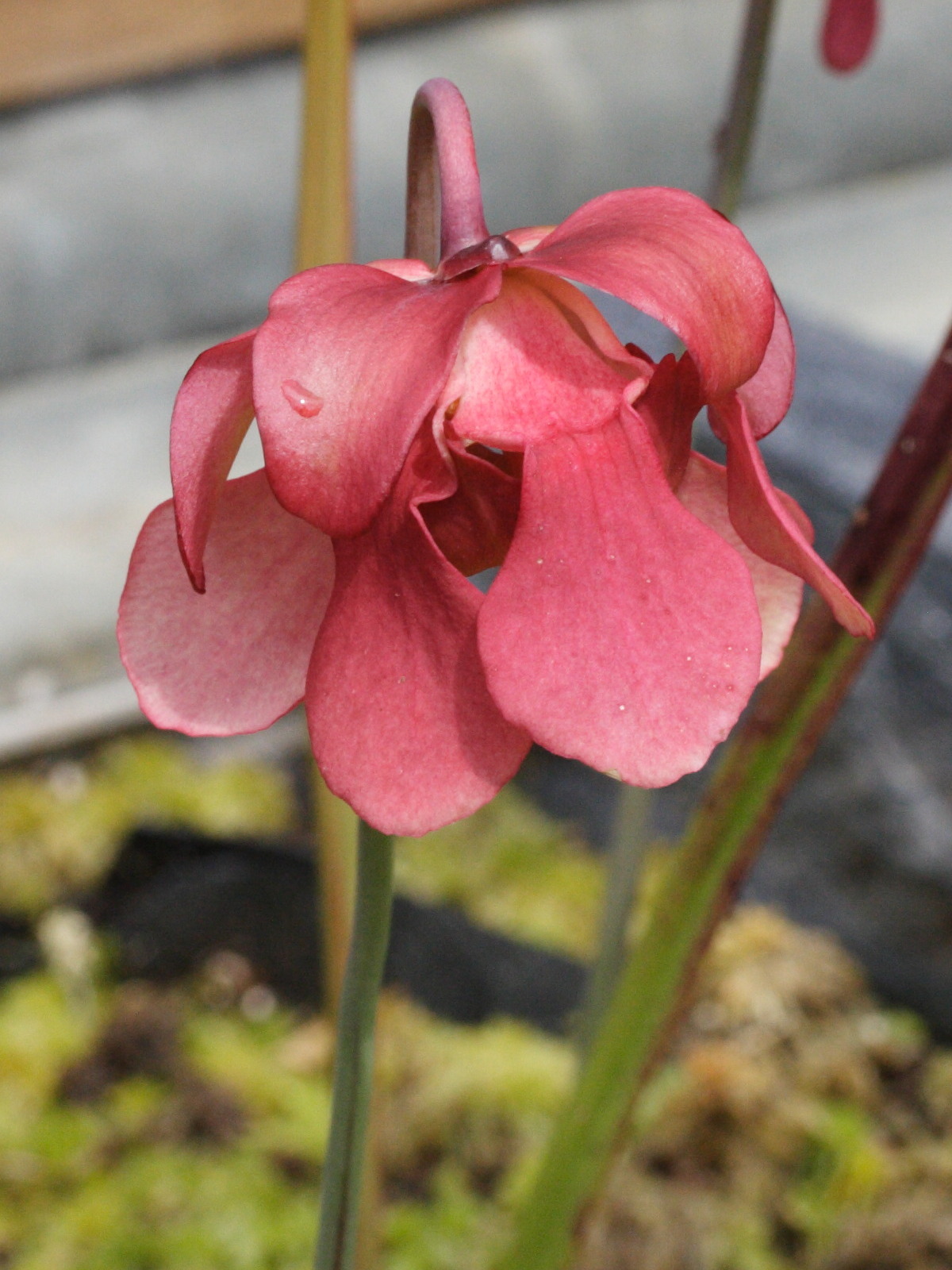 Afficher le média sarracenia_leucophylla2md sarracenia_leucophylla2md