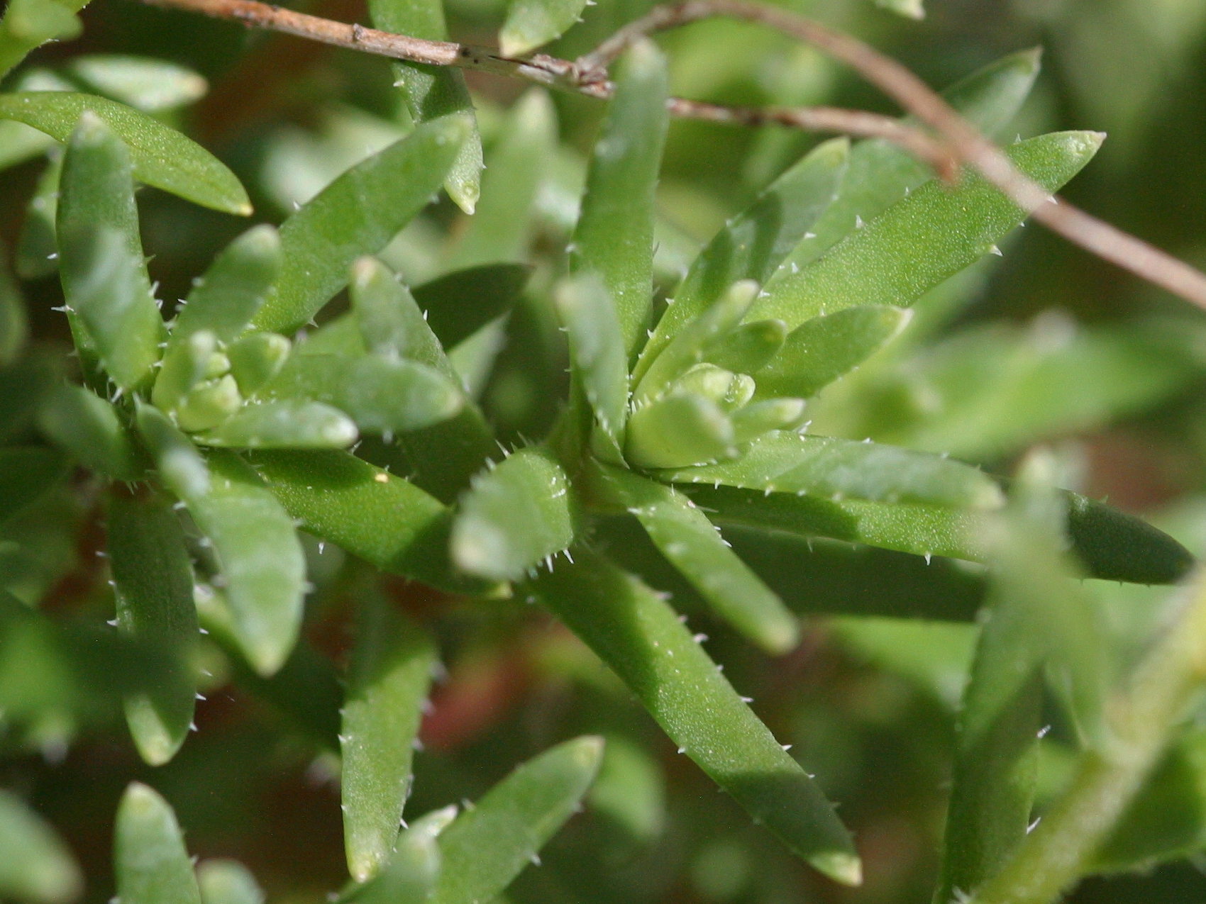 Afficher le média saxifraga_aizoides4bd saxifraga_aizoides4bd