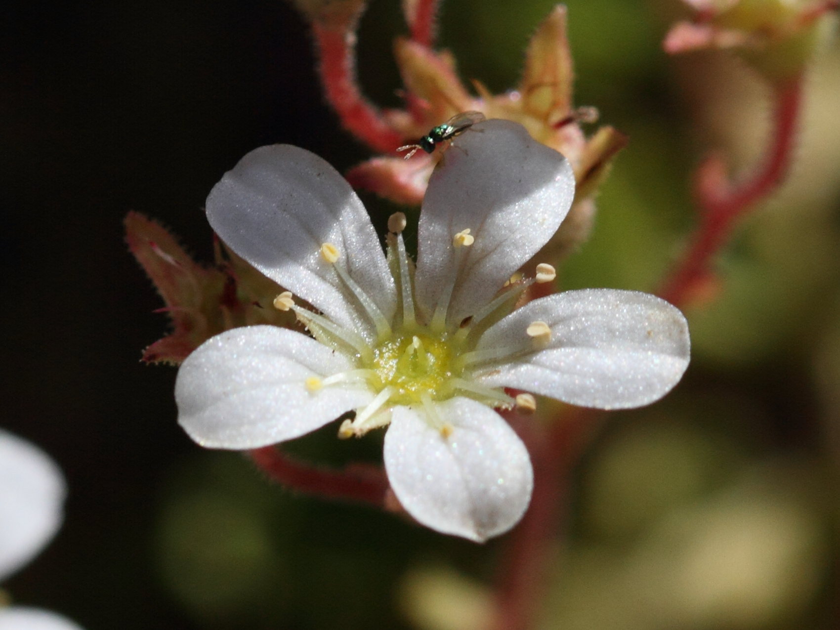 saxifraga_pedemontana2bd