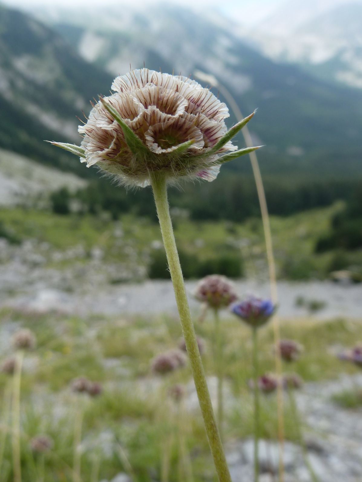 Afficher le média scabiosa_graminifolia4gv scabiosa_graminifolia4gv