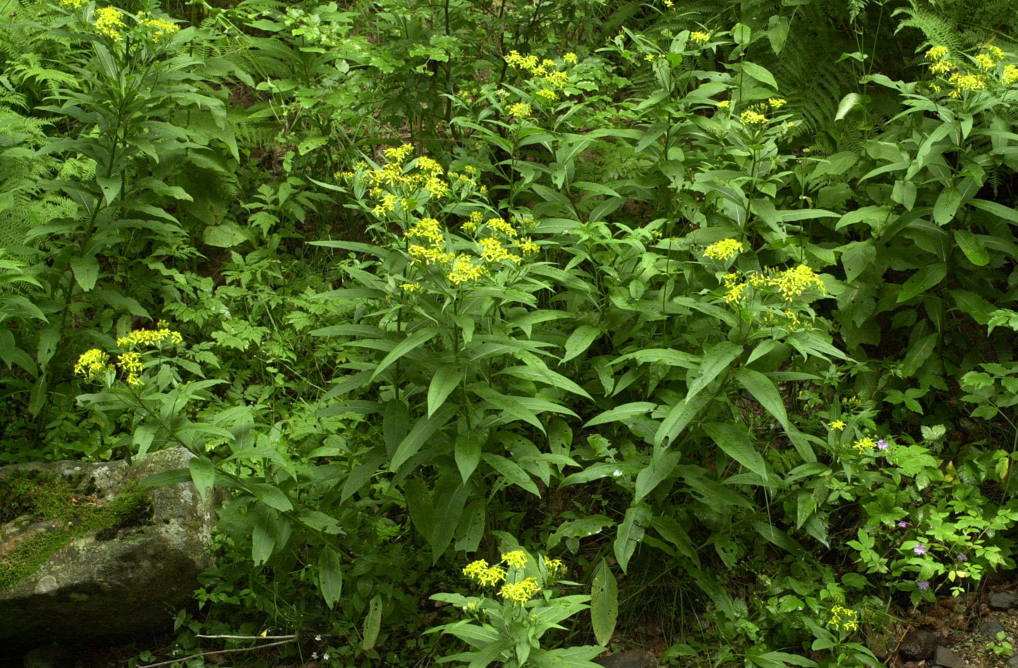 senecio_nemorensis1md