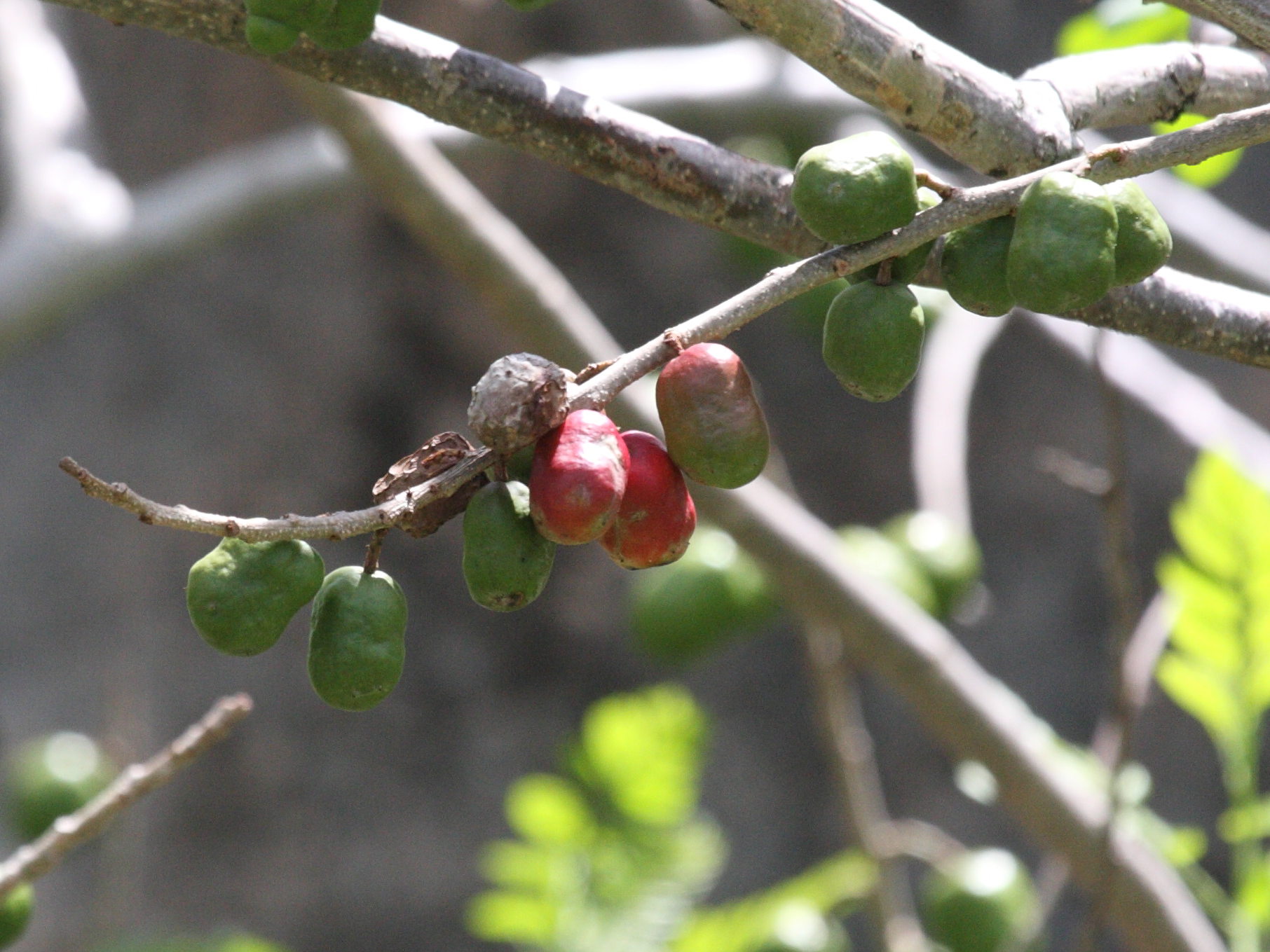 spondias_purpurea5bd