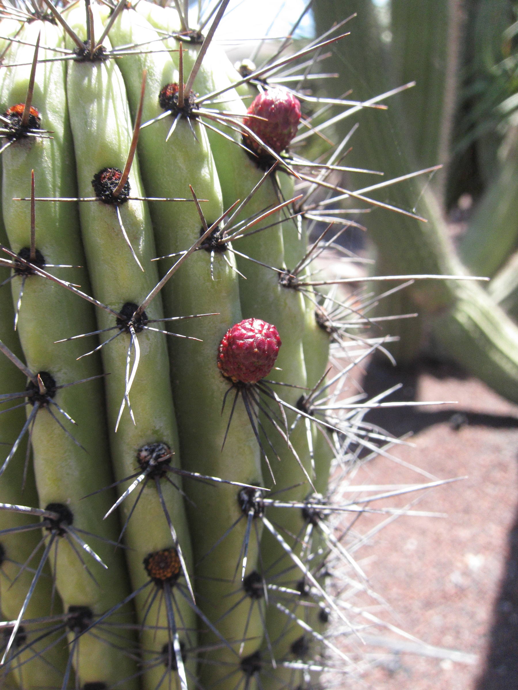 stenocereus_thurberii2bd