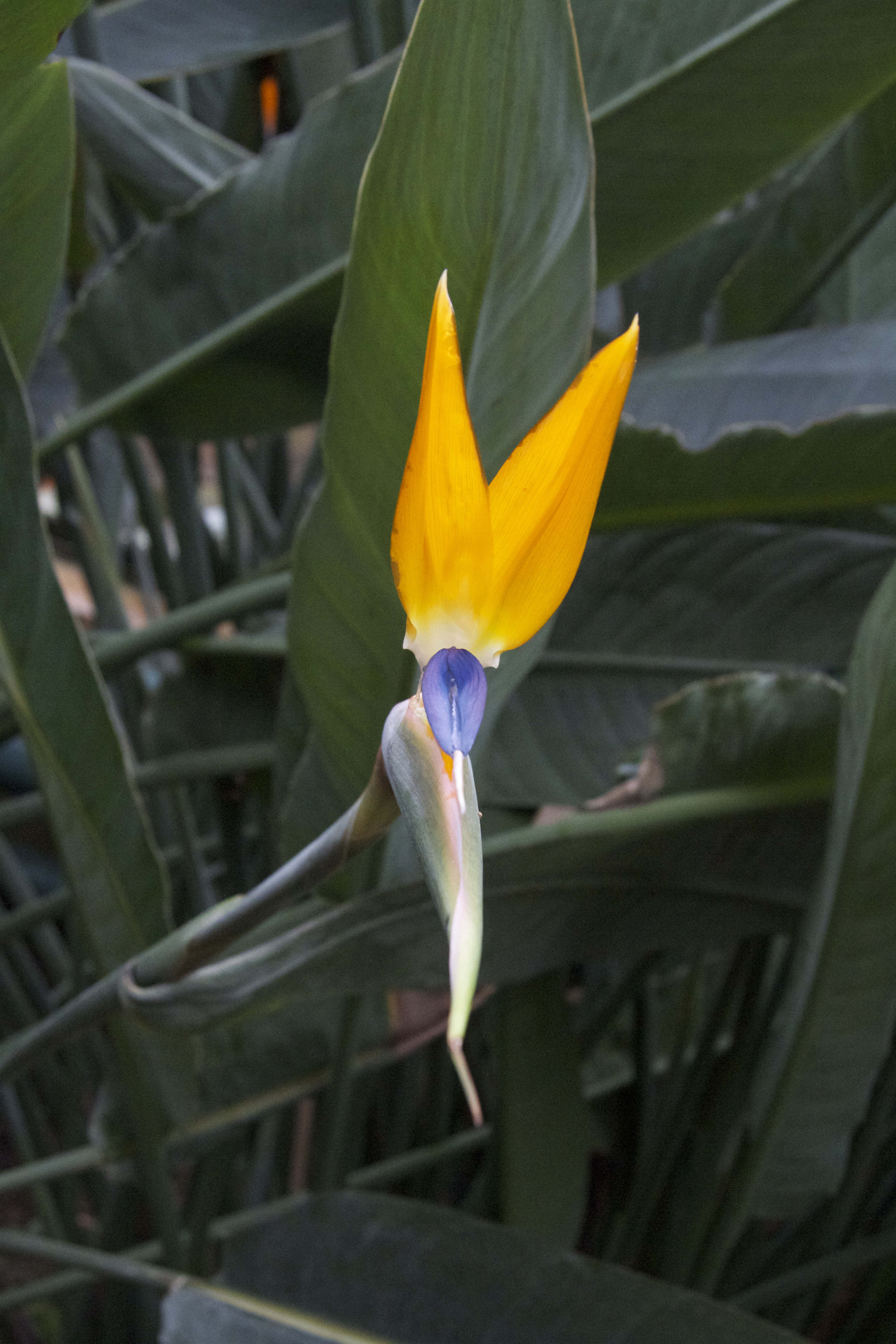 strelitzia_reginae3bd