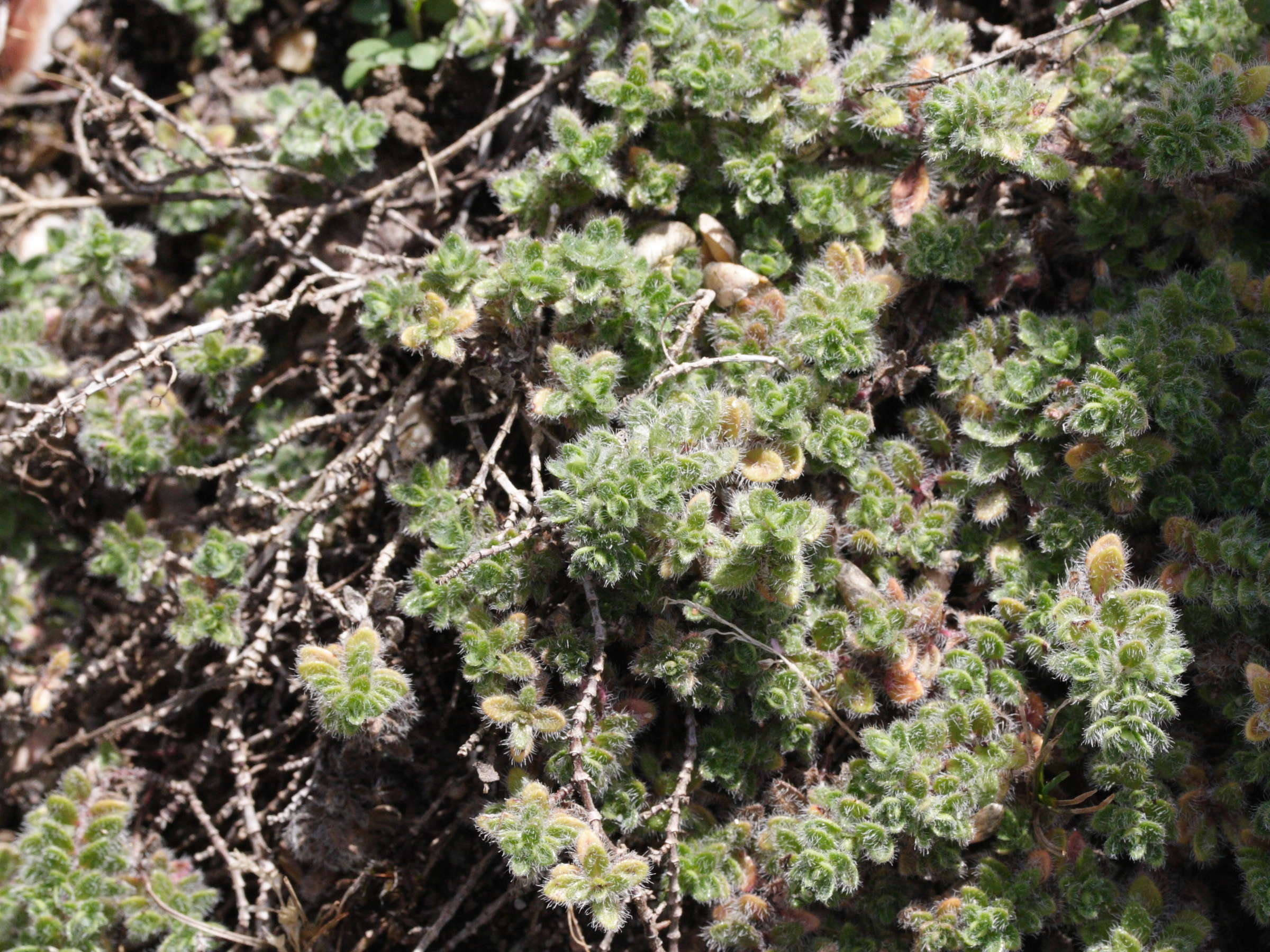 Thymus_froelichianus
