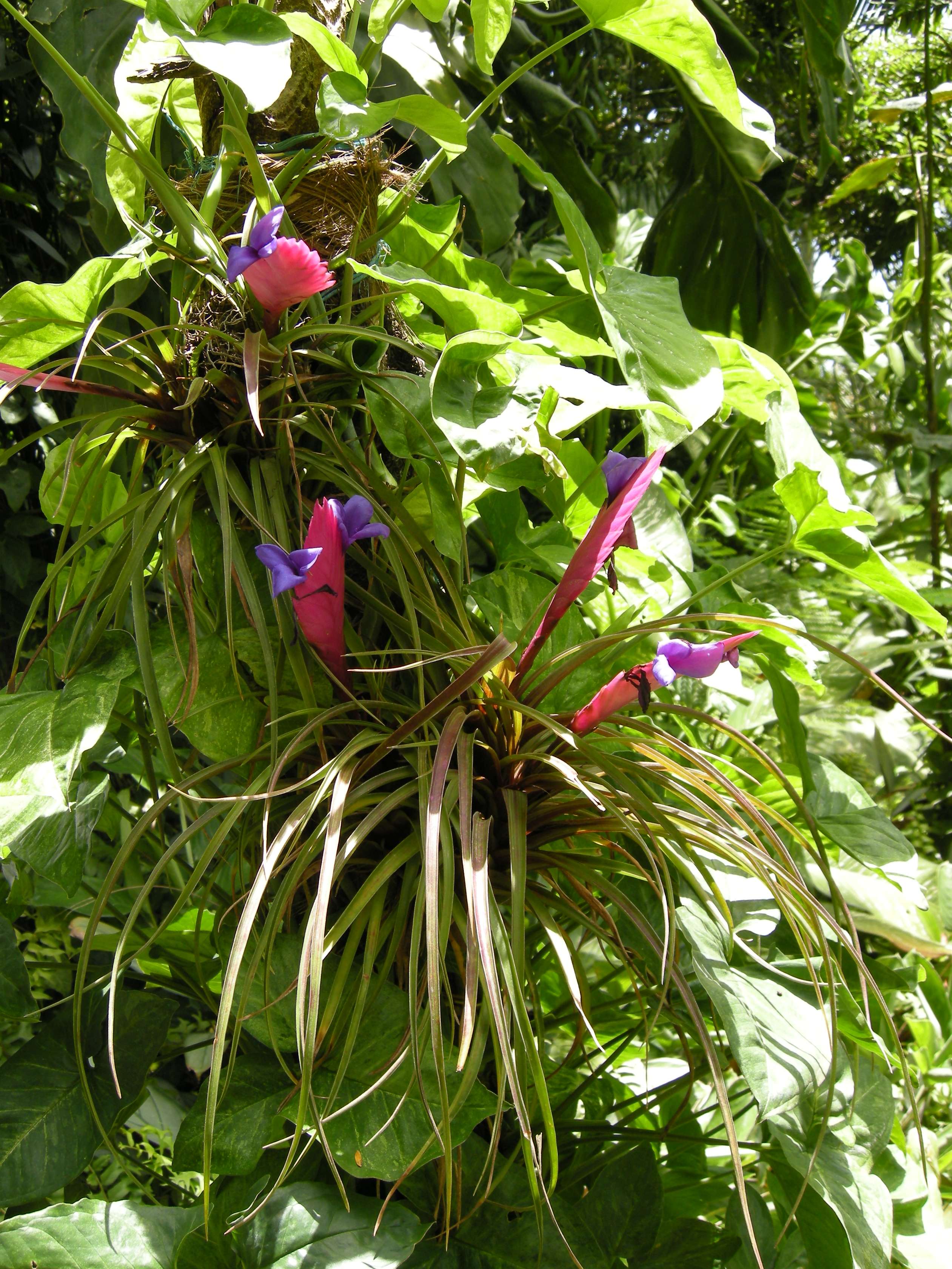 Afficher le média tillandsia_cyanea1md tillandsia_cyanea1md