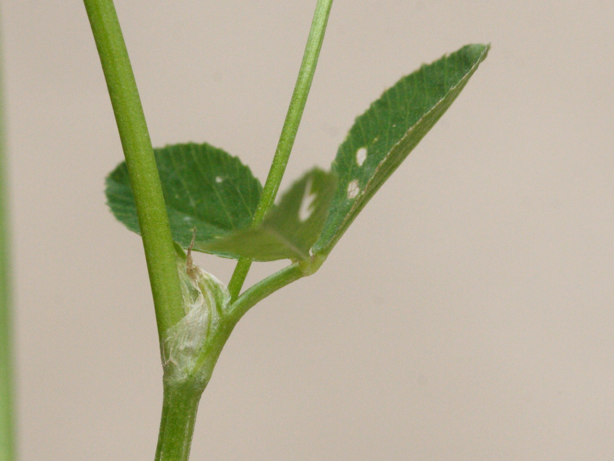 Afficher le média trifolium_resupinatum3md trifolium_resupinatum3md