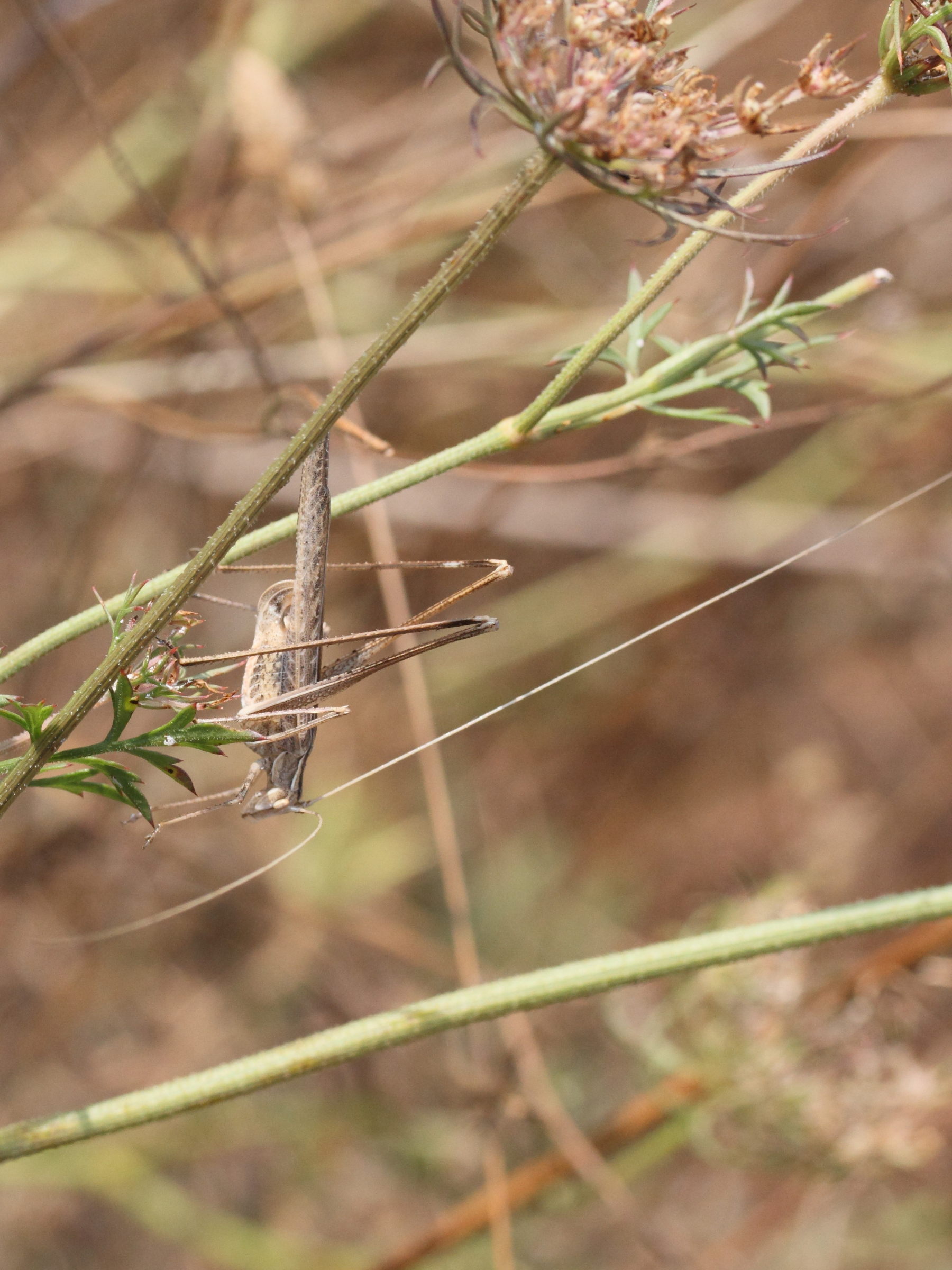 tylopsis_liliifolia4md