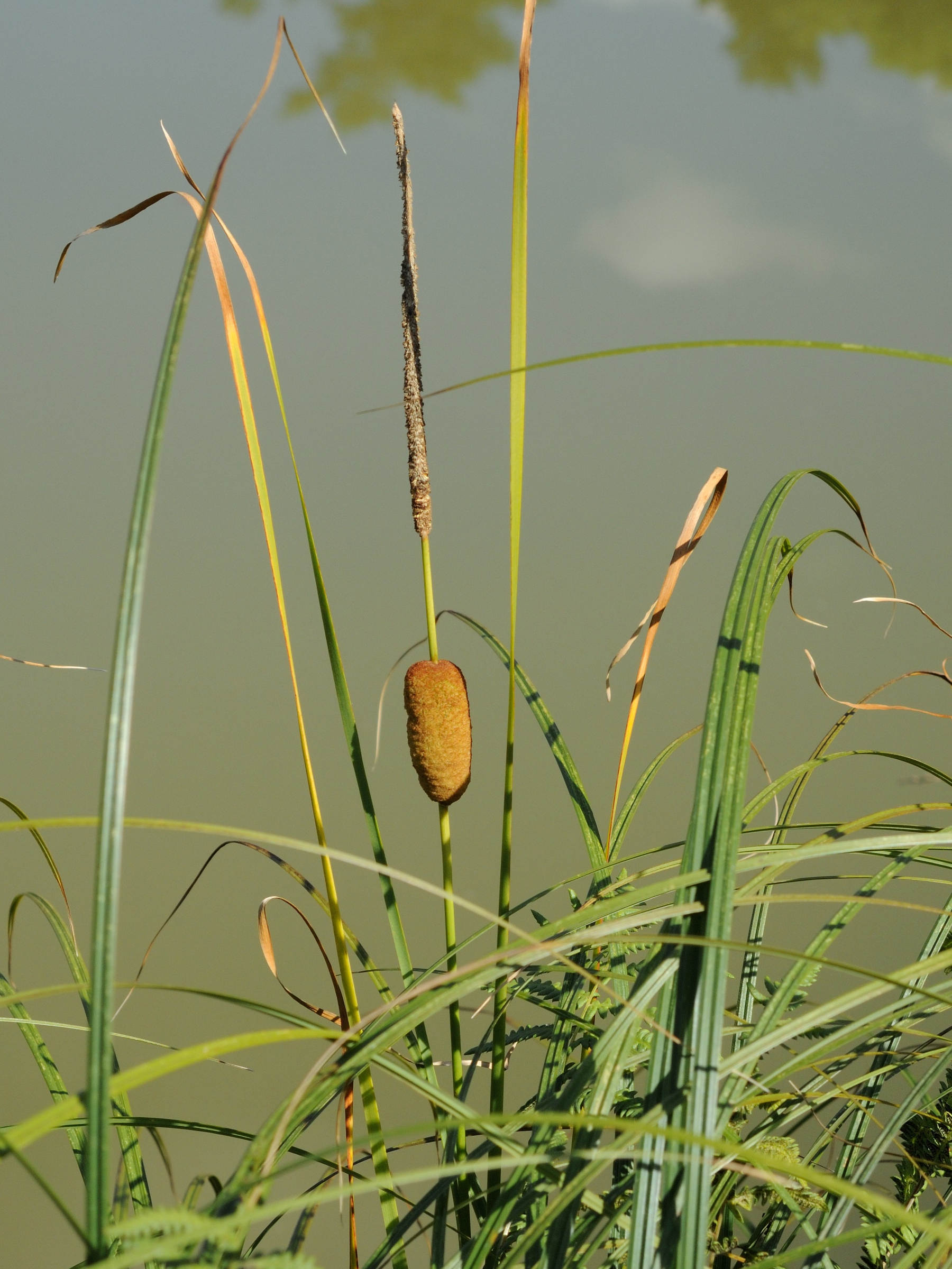 typha_minima3md