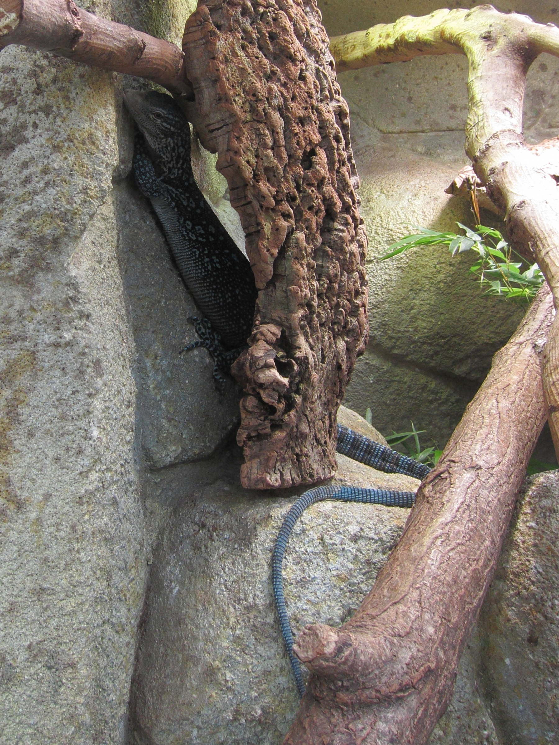 varanus_macraei1bd