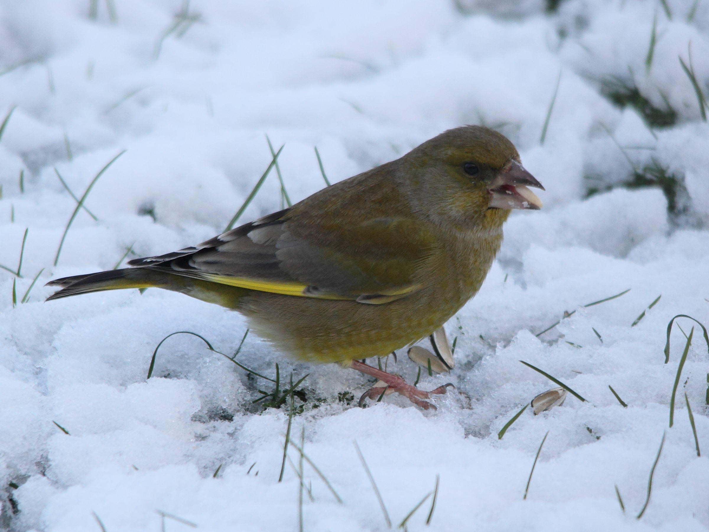 verdier_d-europe_-_carduelis_chloris2md