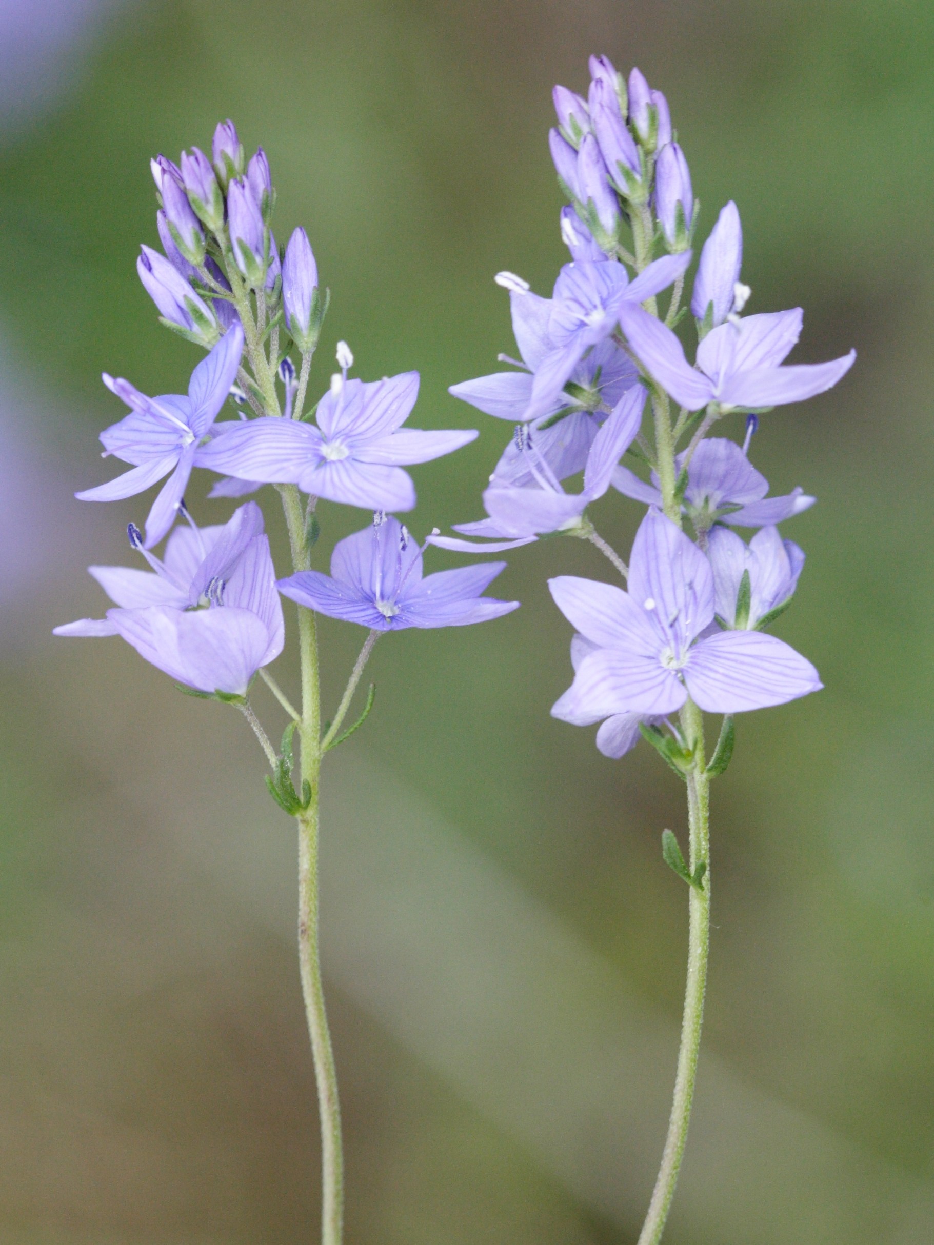 veronica_austriaca_jacquini5md