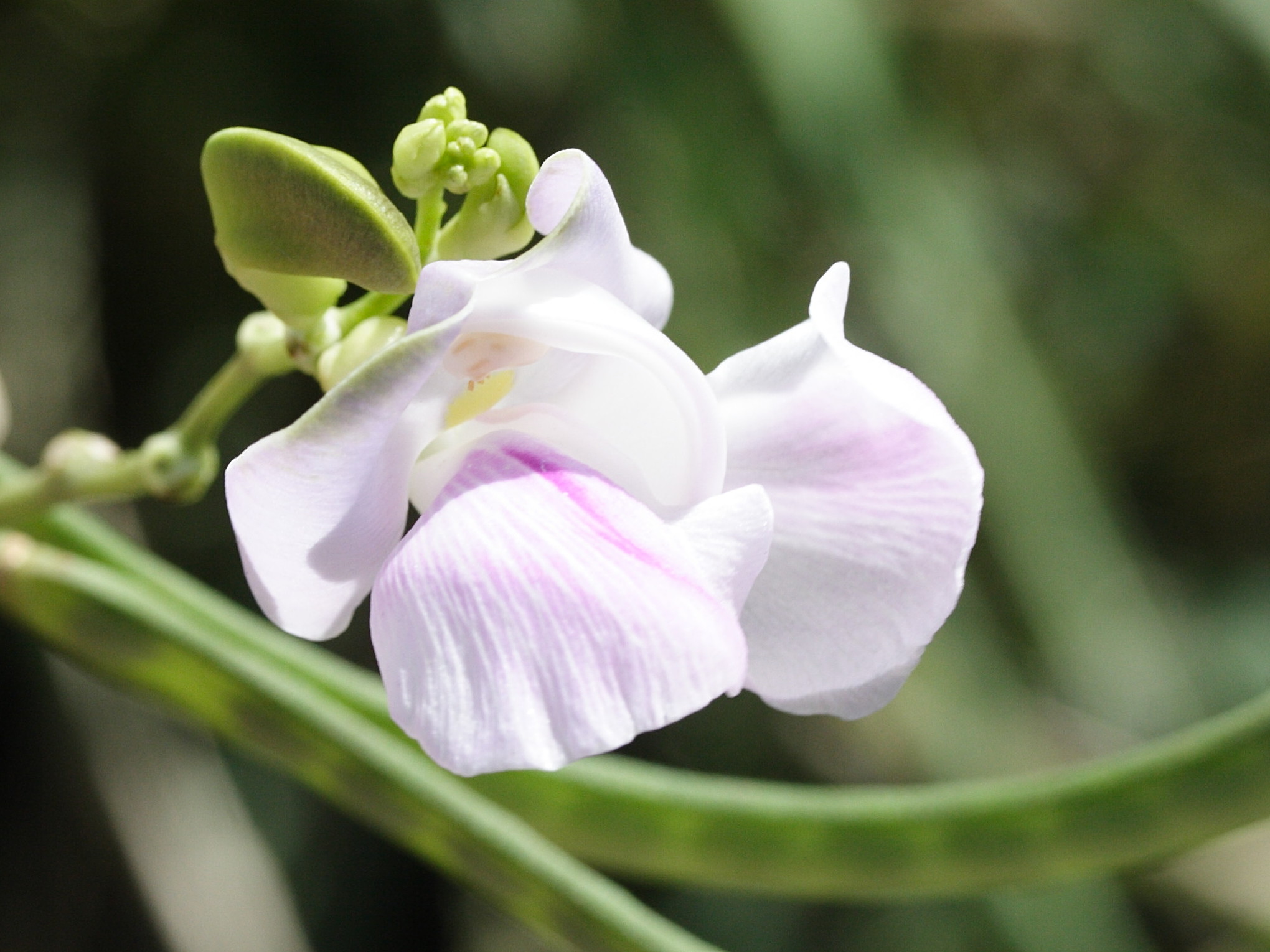 vigna_unguiculata2md