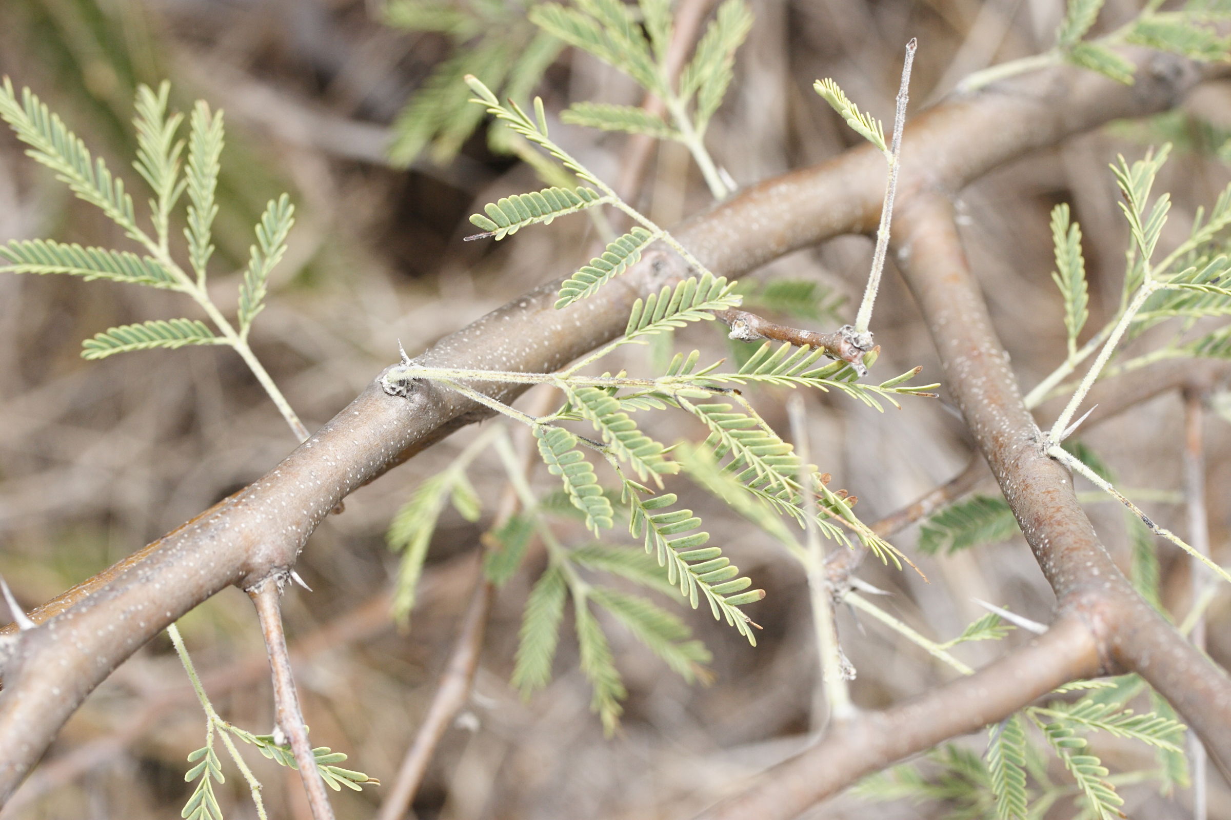 Afficher le média acacia_nilotica1amd acacia_nilotica1amd
