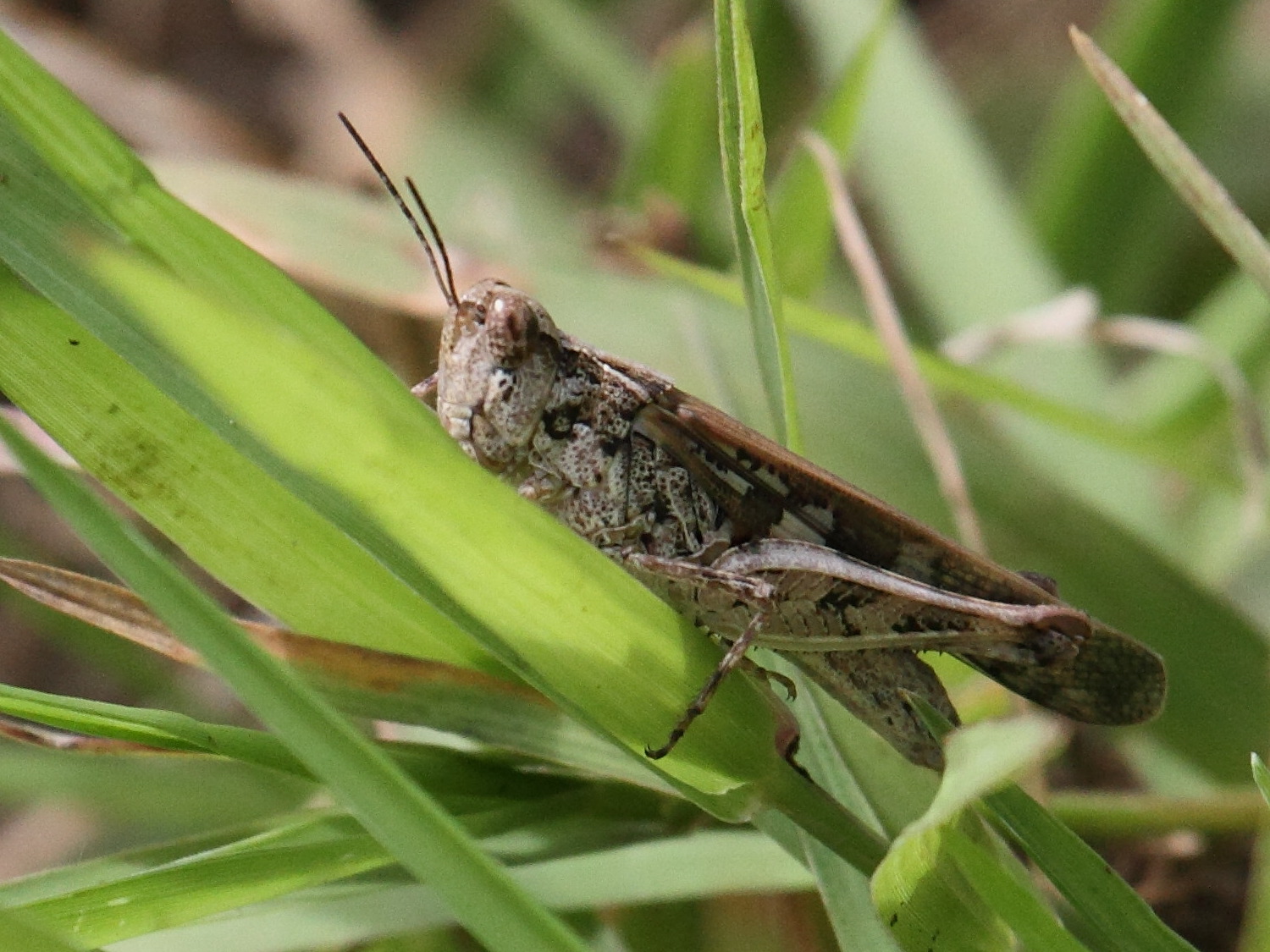 acrotylus_patruelis1bd