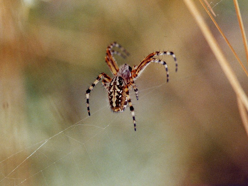 aculepeira_ceropegia2md