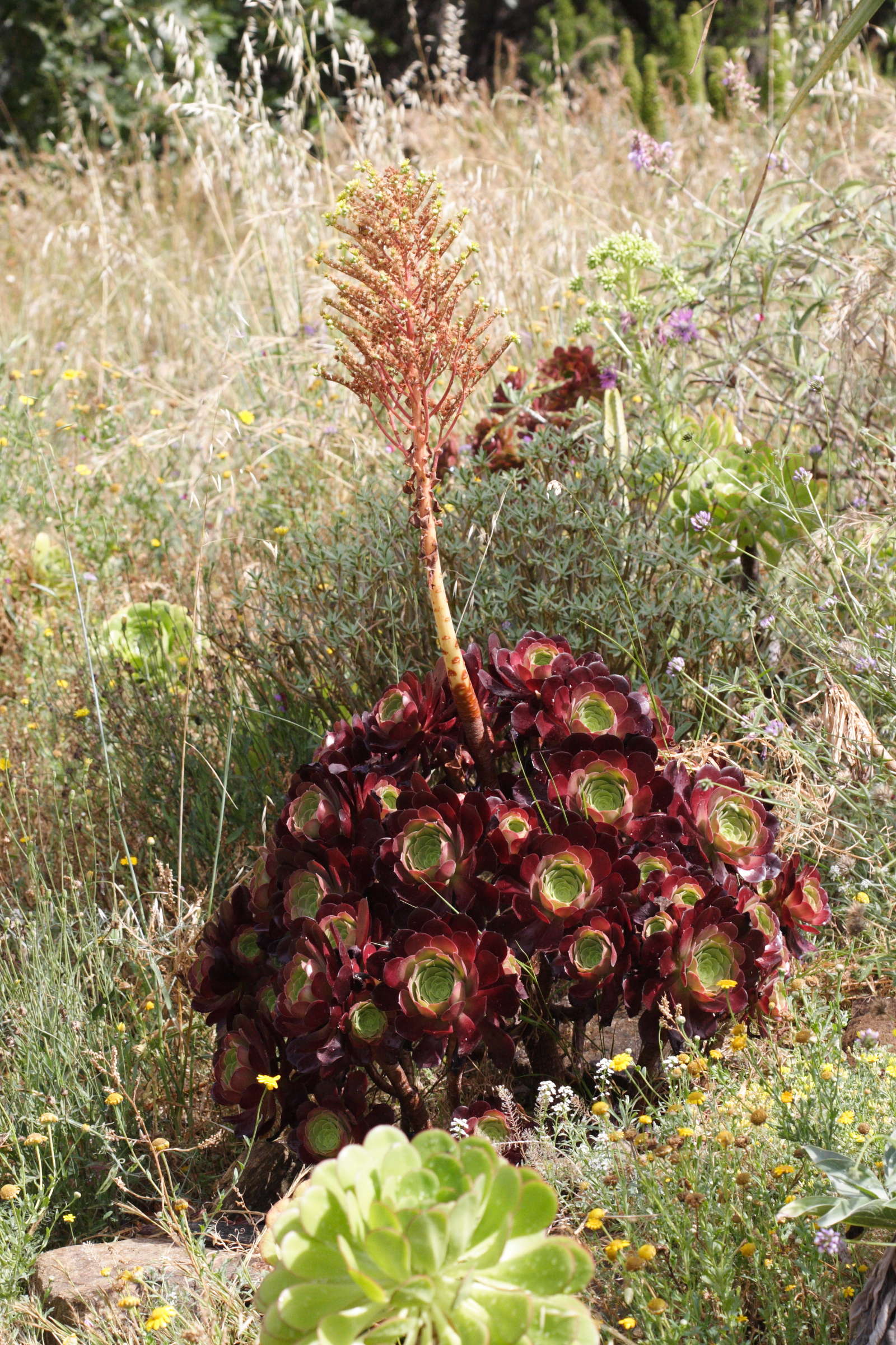 aeonium_arboreum10md