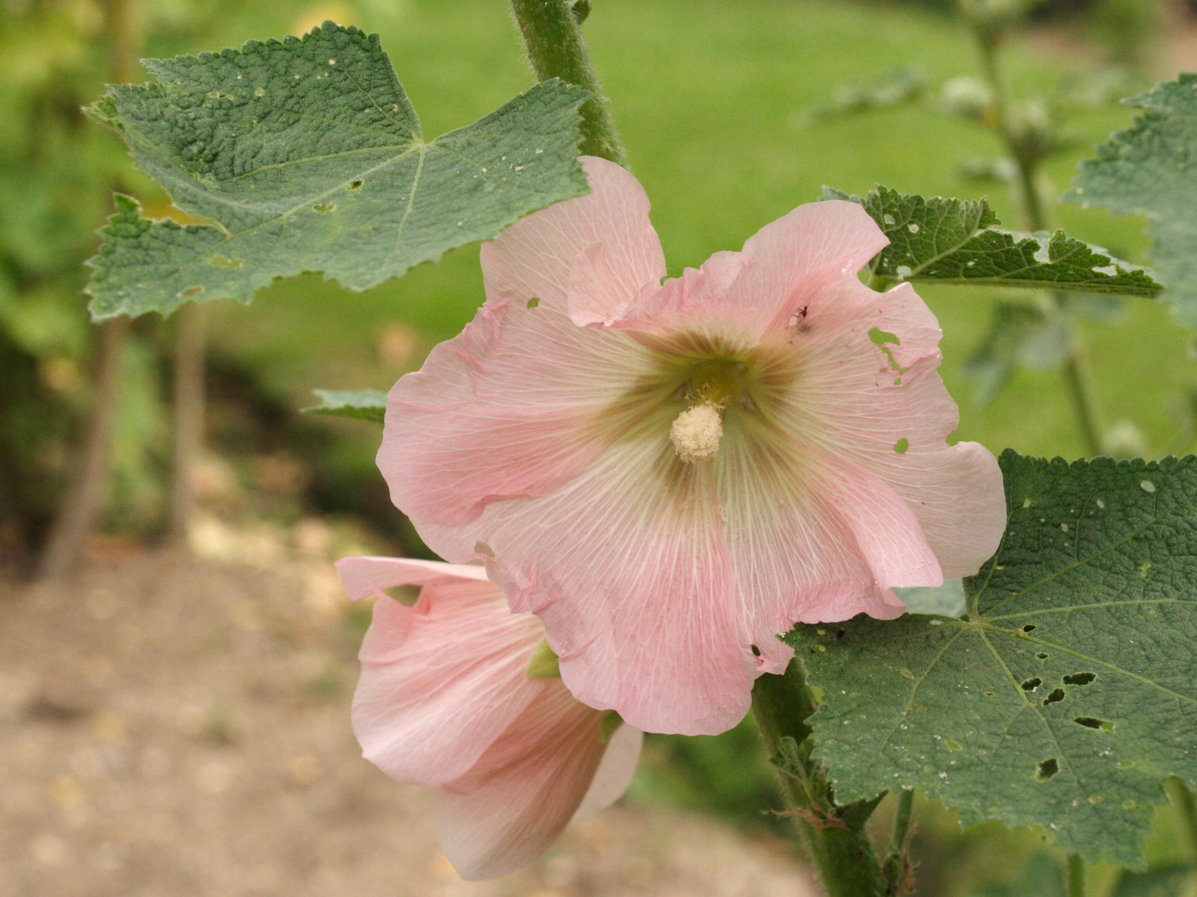 alcea_sulphurea3md