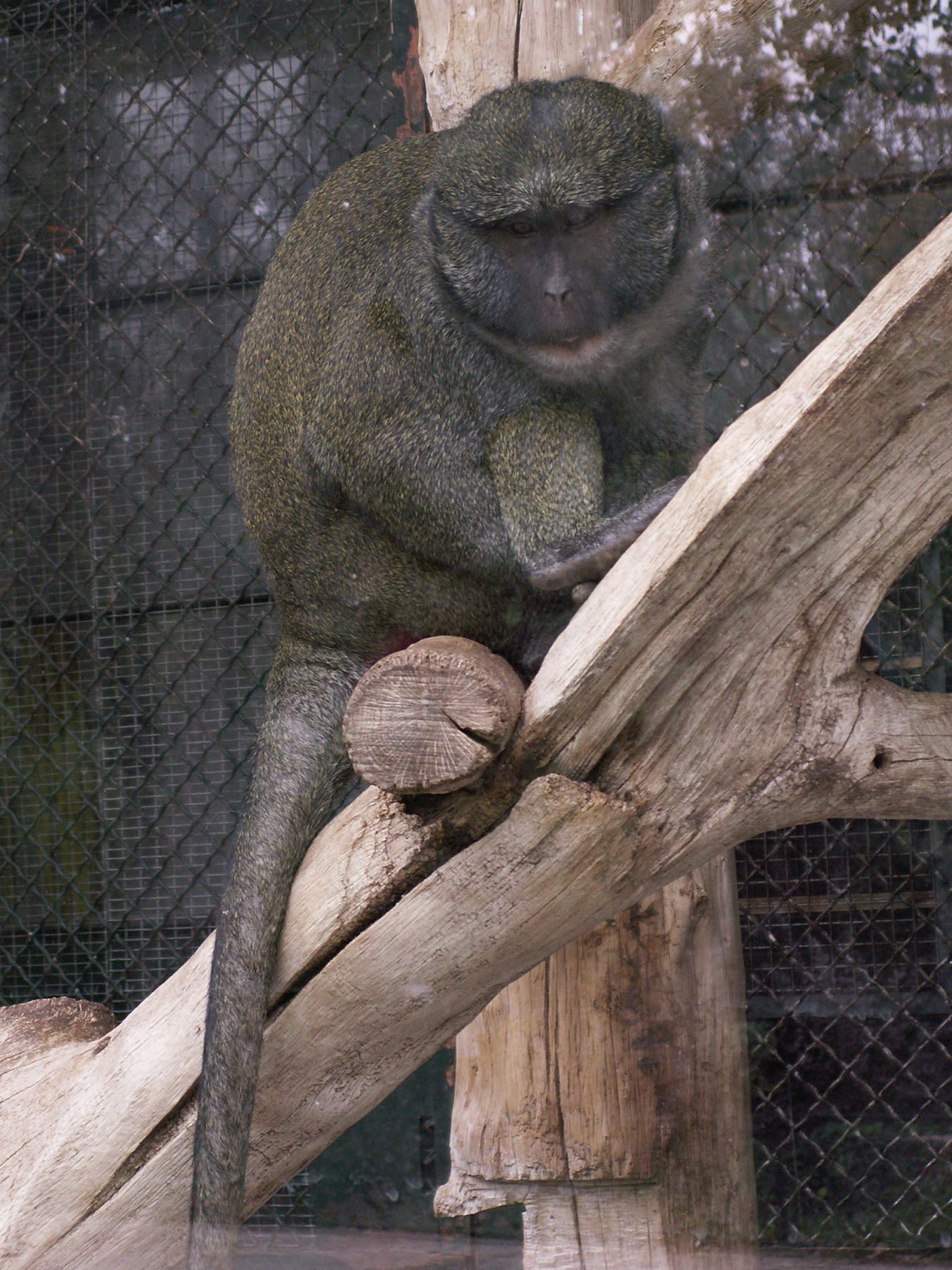 allenopithecus_nigroviridis1md