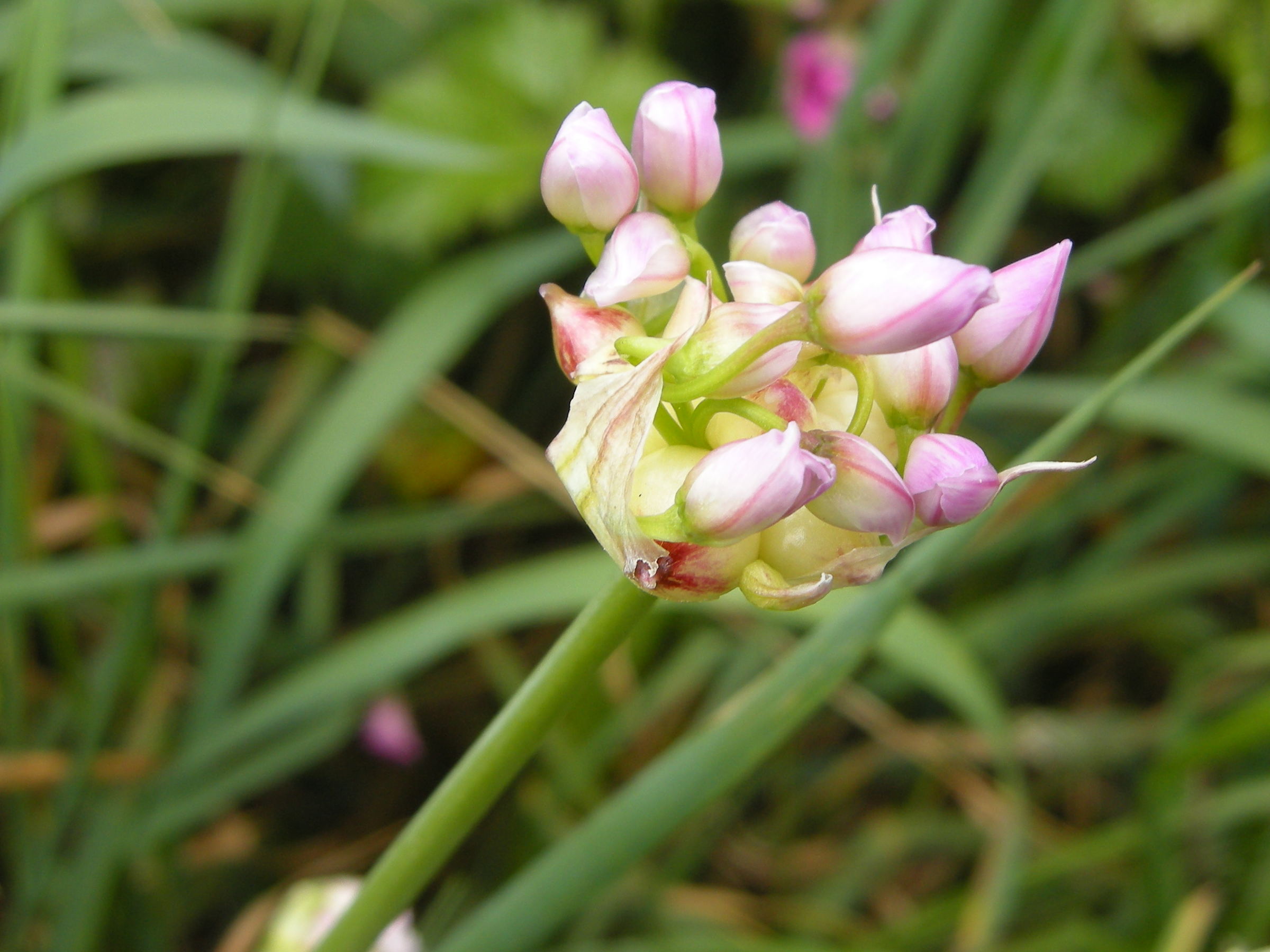 allium_vineale4md