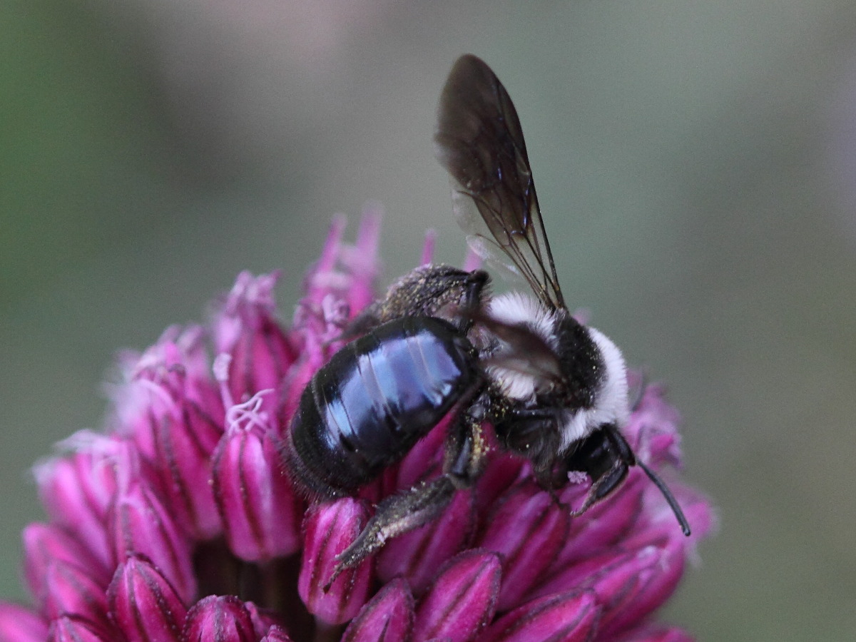 andrena_cineraria1bd