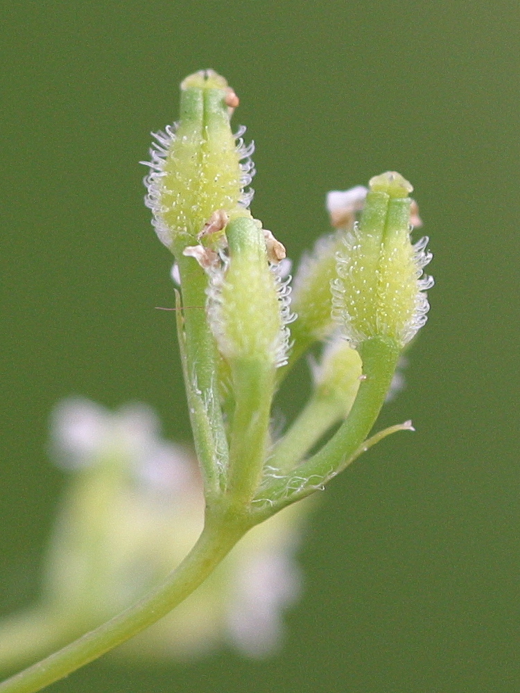 Afficher le média anthriscus_caucalis4md anthriscus_caucalis4md