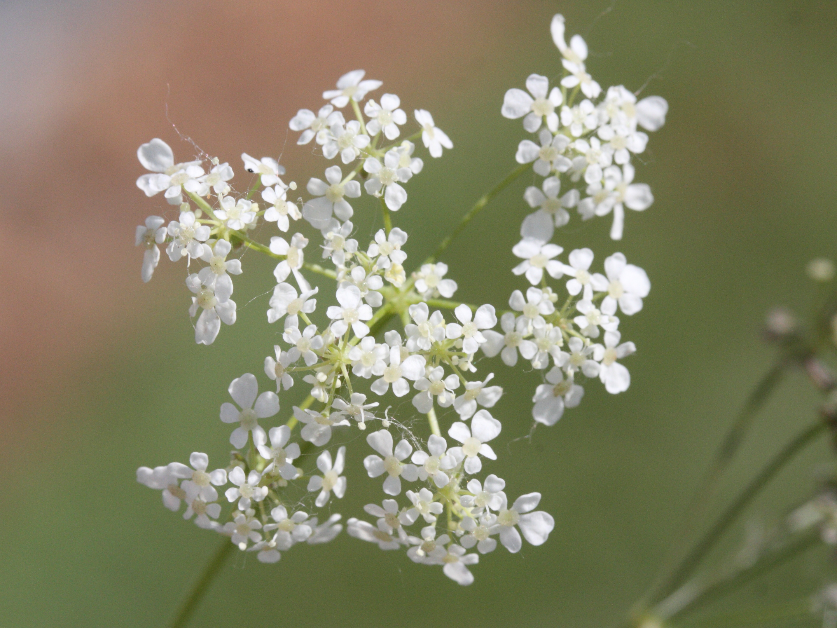 anthriscus_sylvestris2amd