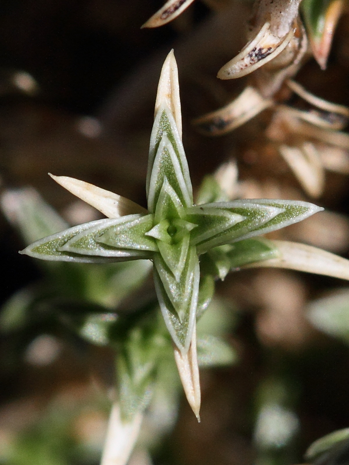 arenaria_aggregata4md