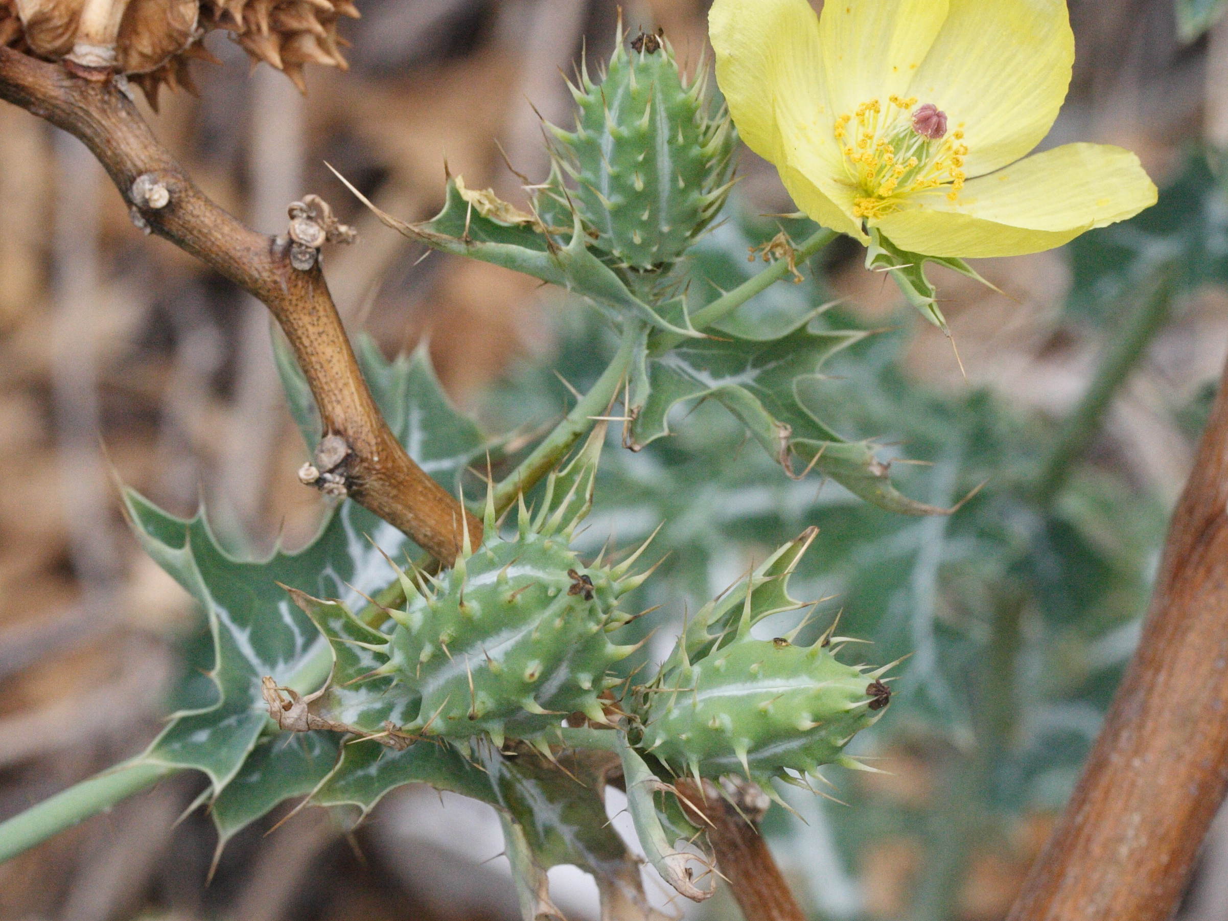 argemone_mexicana2md