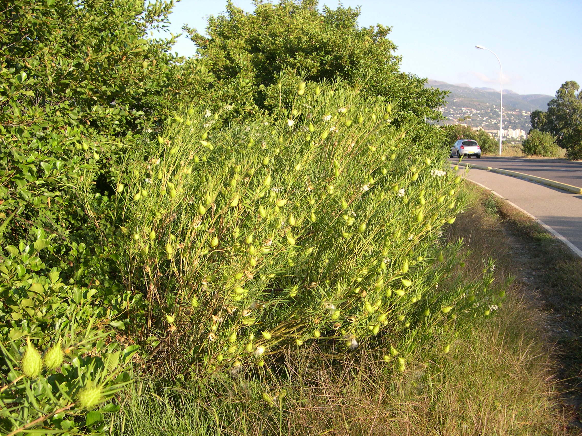 asclepias_fruticosus6md