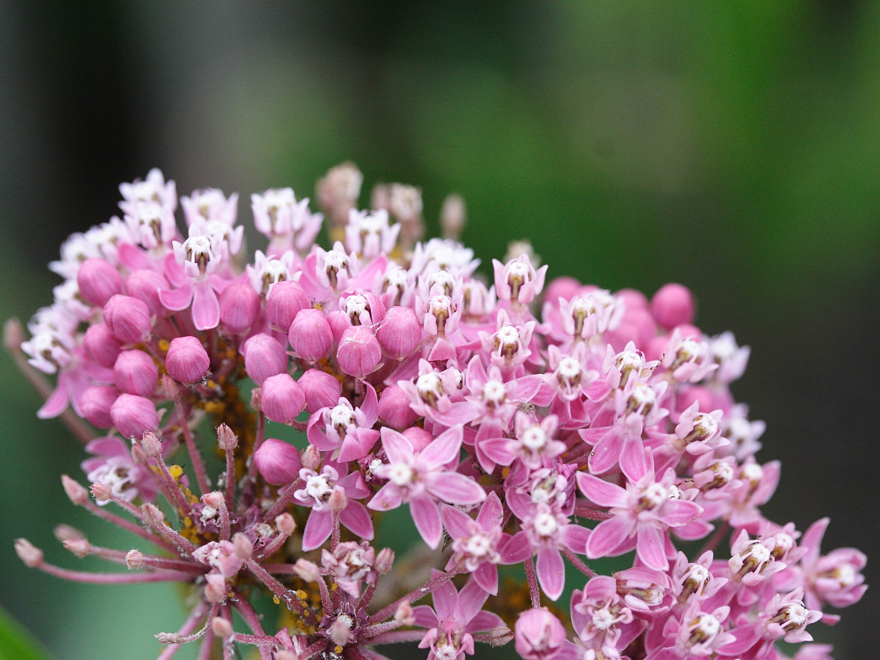 asclepias_incarnata2md
