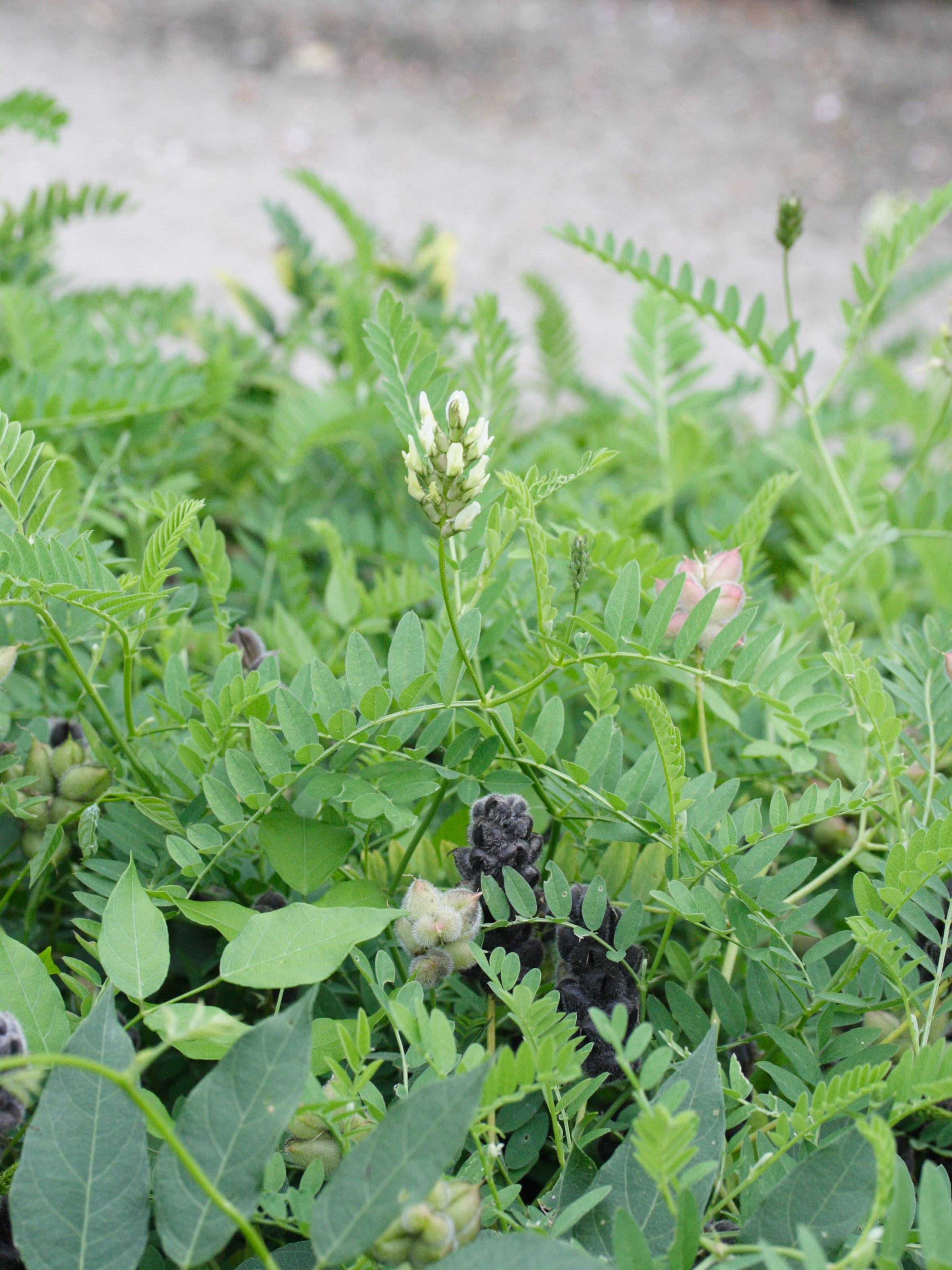 Afficher le média astragalus_cicer1md astragalus_cicer1md