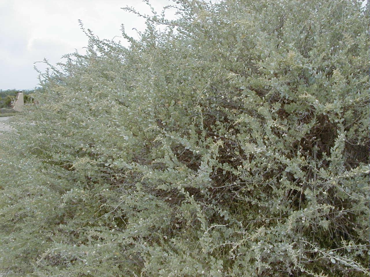 Afficher le média atriplex_halimus1bmd atriplex_halimus1bmd